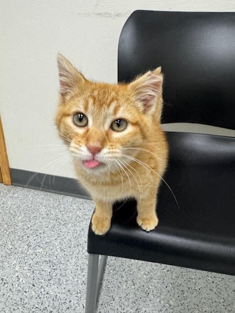 Enlarge #705 - Jekyll, a ADOPTABLE Domestic Short Hair in Sunset Hills, MO image 4/5