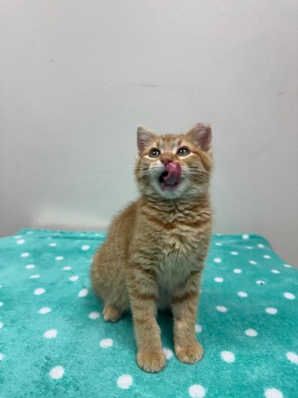 Enlarge #705 - Jekyll, a ADOPTABLE Domestic Short Hair in Sunset Hills, MO image 3/5