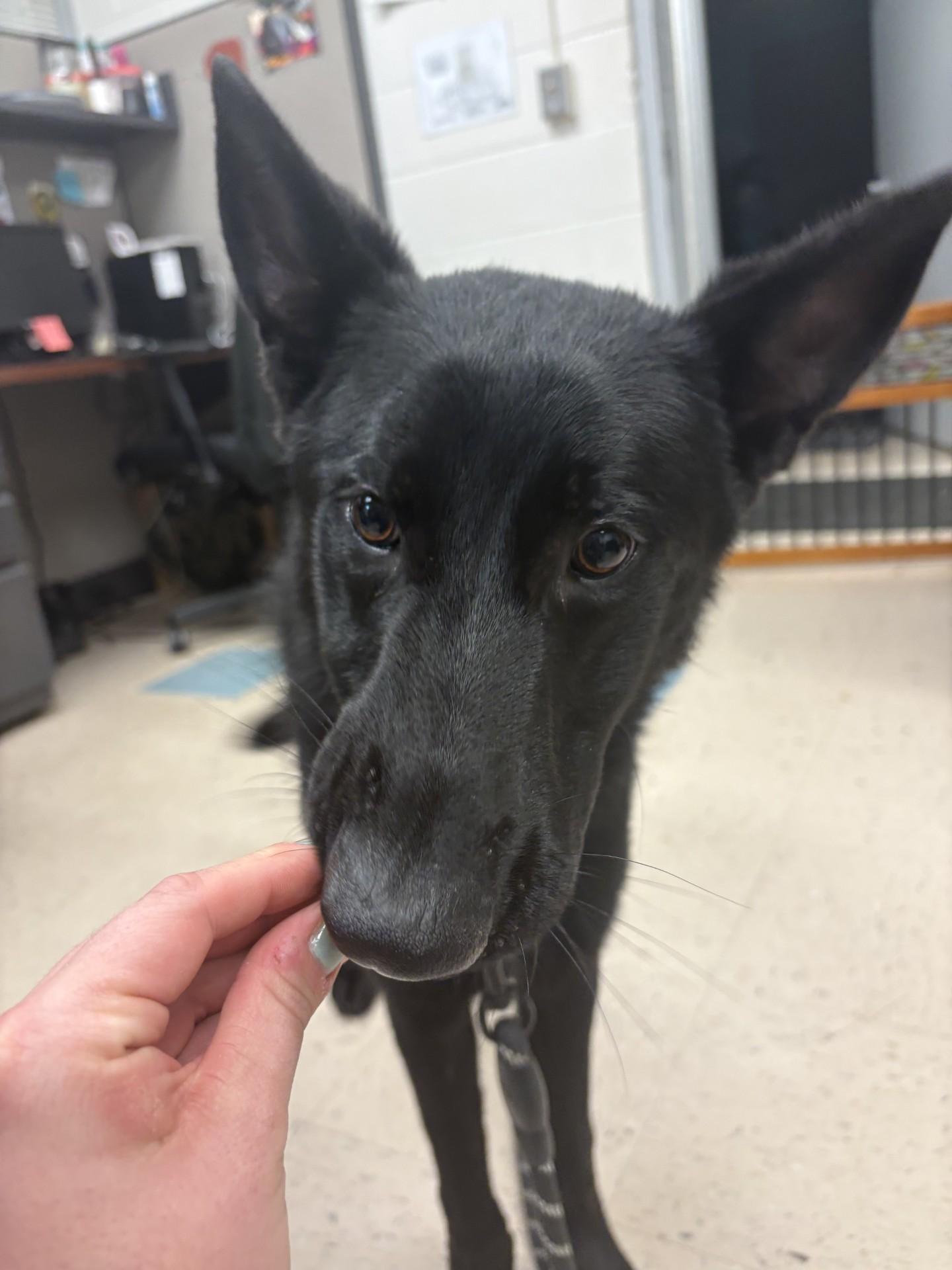 Enlarge Scotty, an adopted German Shepherd Dog in Ashland, VA image 2/5