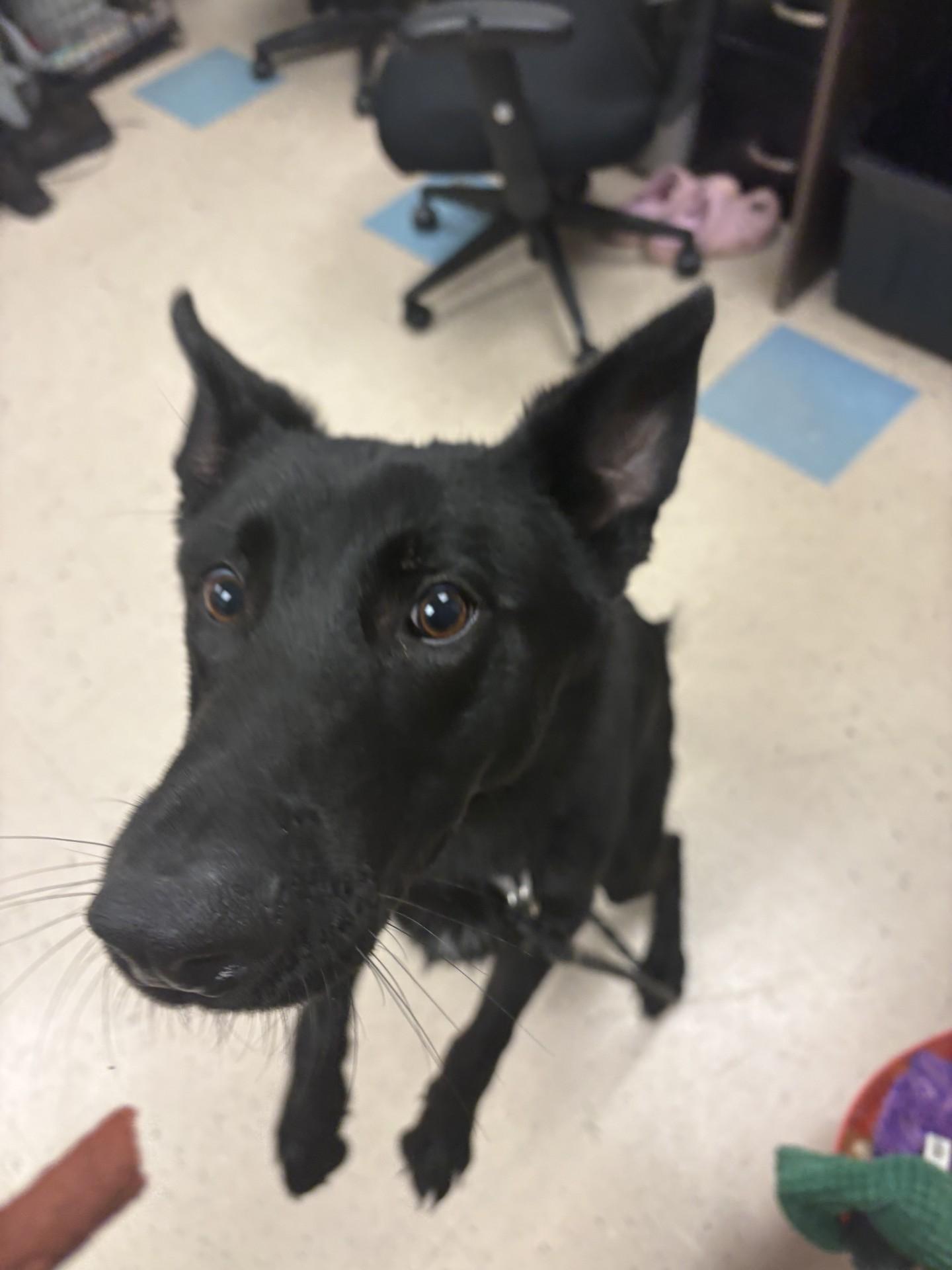 Enlarge Scotty, an adopted German Shepherd Dog in Ashland, VA image 5/5