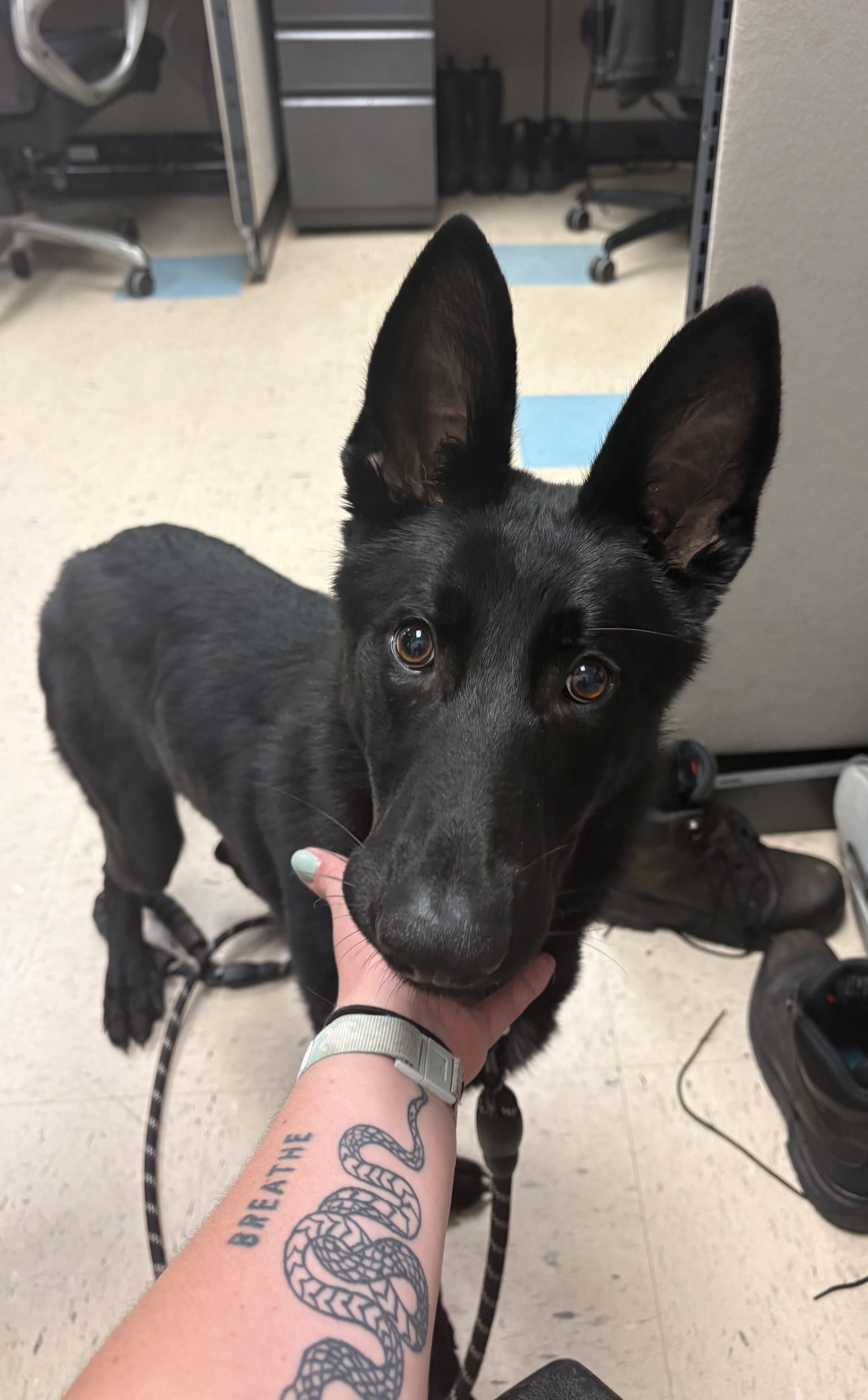 Enlarge Scotty, an adopted German Shepherd Dog in Ashland, VA image 1/5
