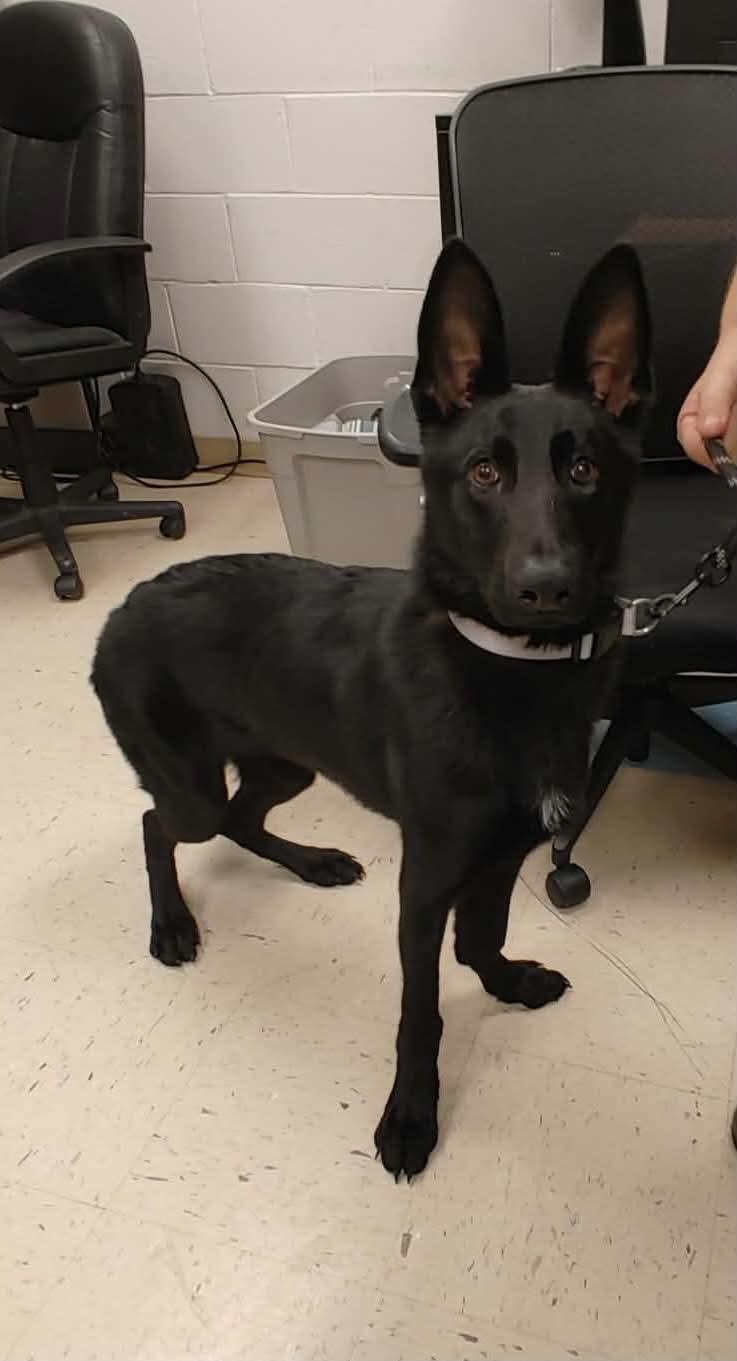 Enlarge Scotty, an adopted German Shepherd Dog in Ashland, VA image 4/5