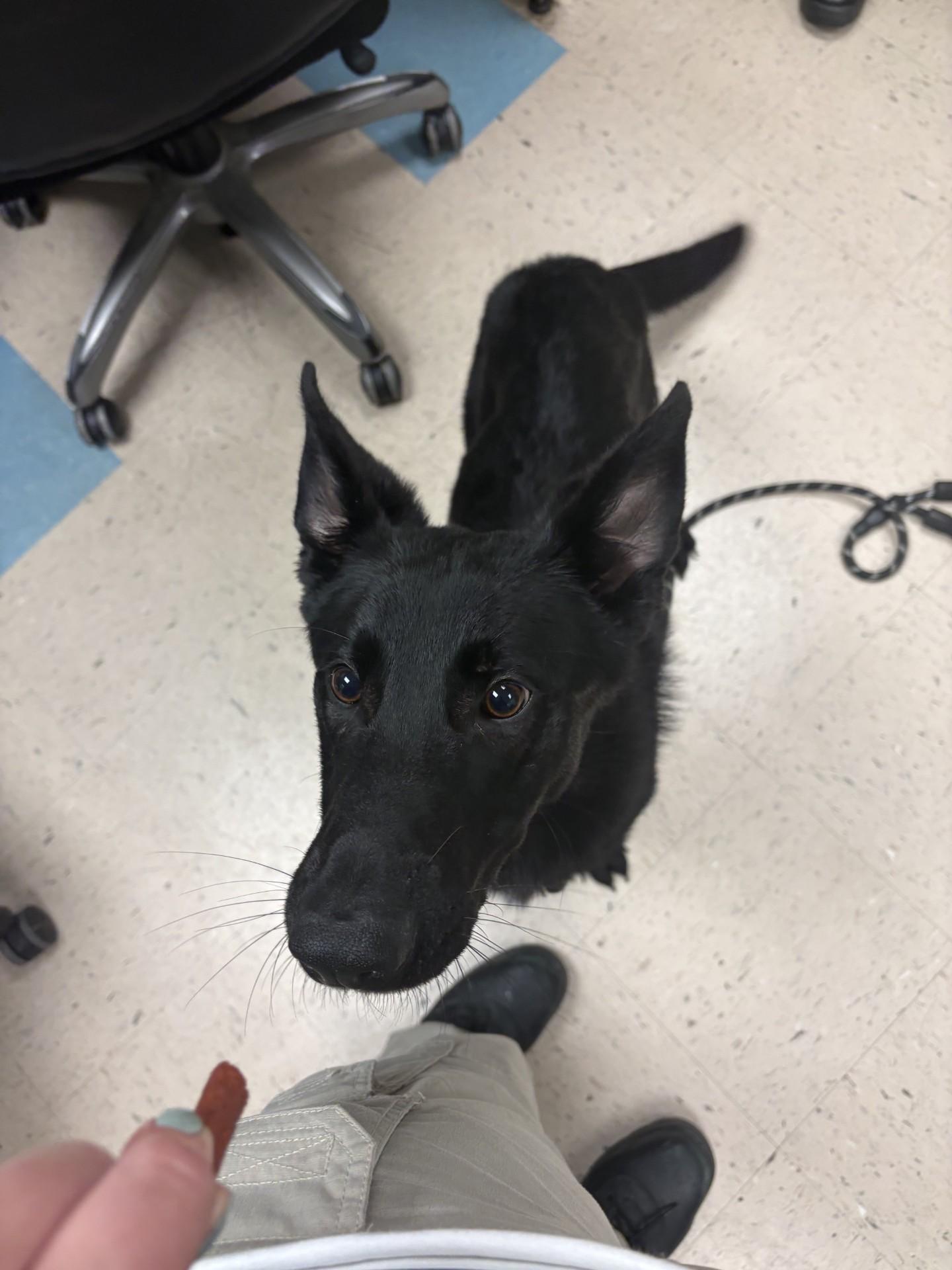 Enlarge Scotty, an adopted German Shepherd Dog in Ashland, VA image 3/5