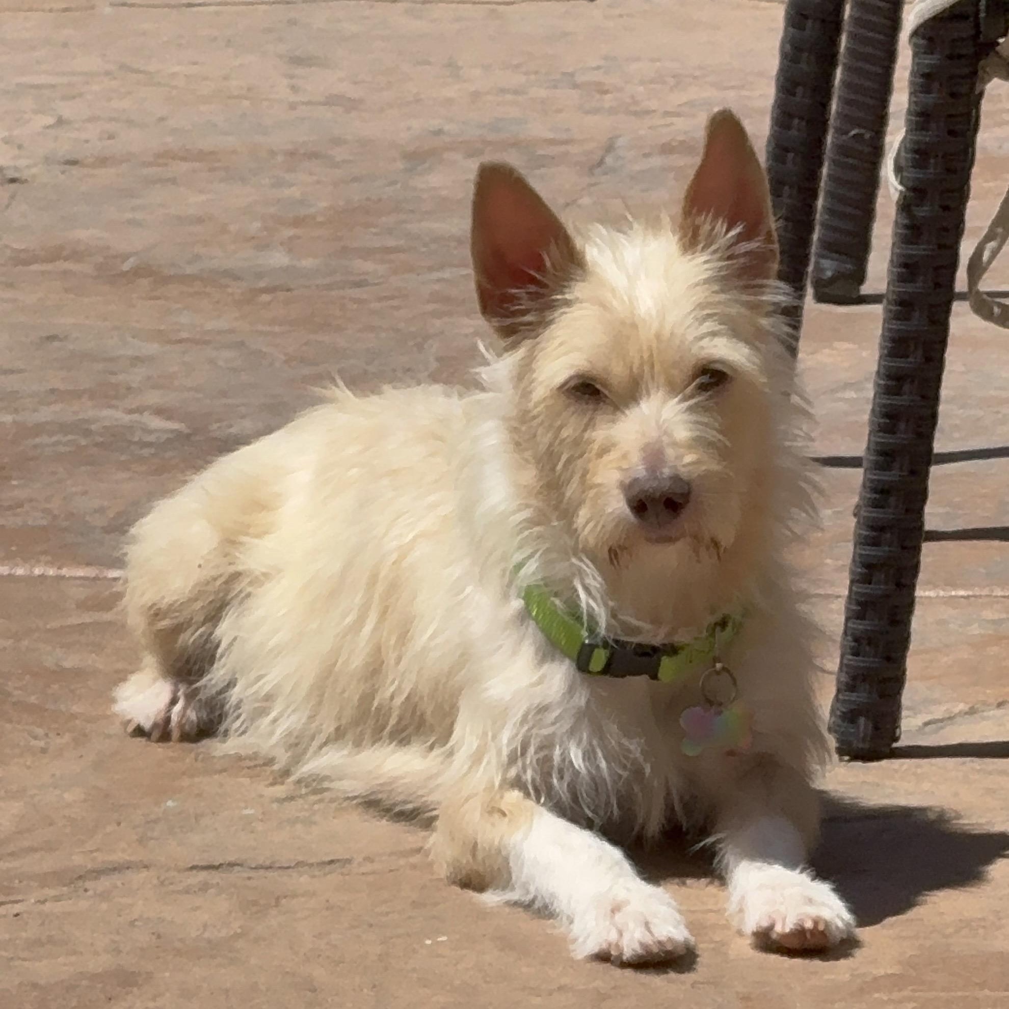 Enlarge Mama Rosario, a ADOPTABLE Terrier in San Diego, CA image 5/5