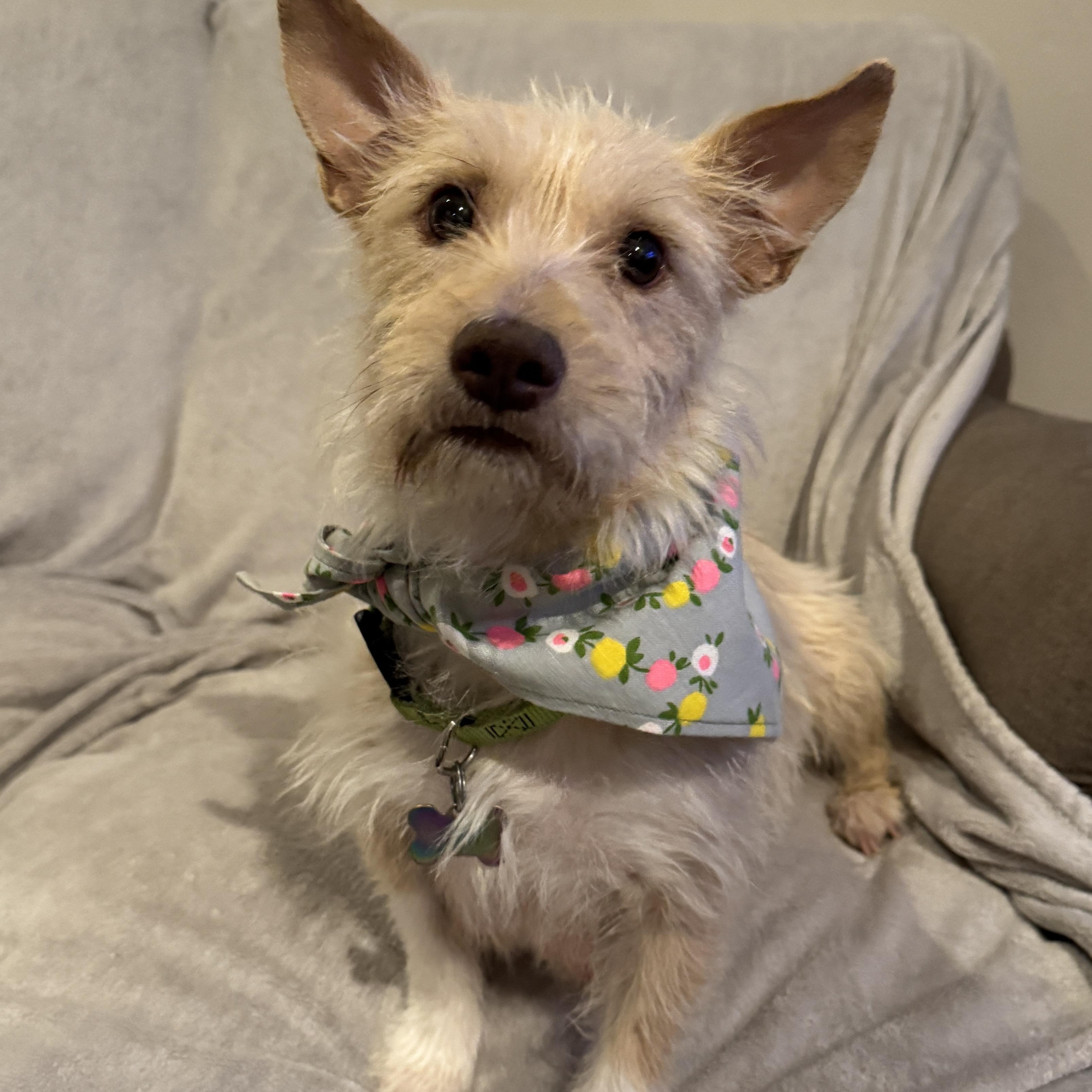 Enlarge Mama Rosario, a ADOPTABLE Terrier in San Diego, CA image 3/5