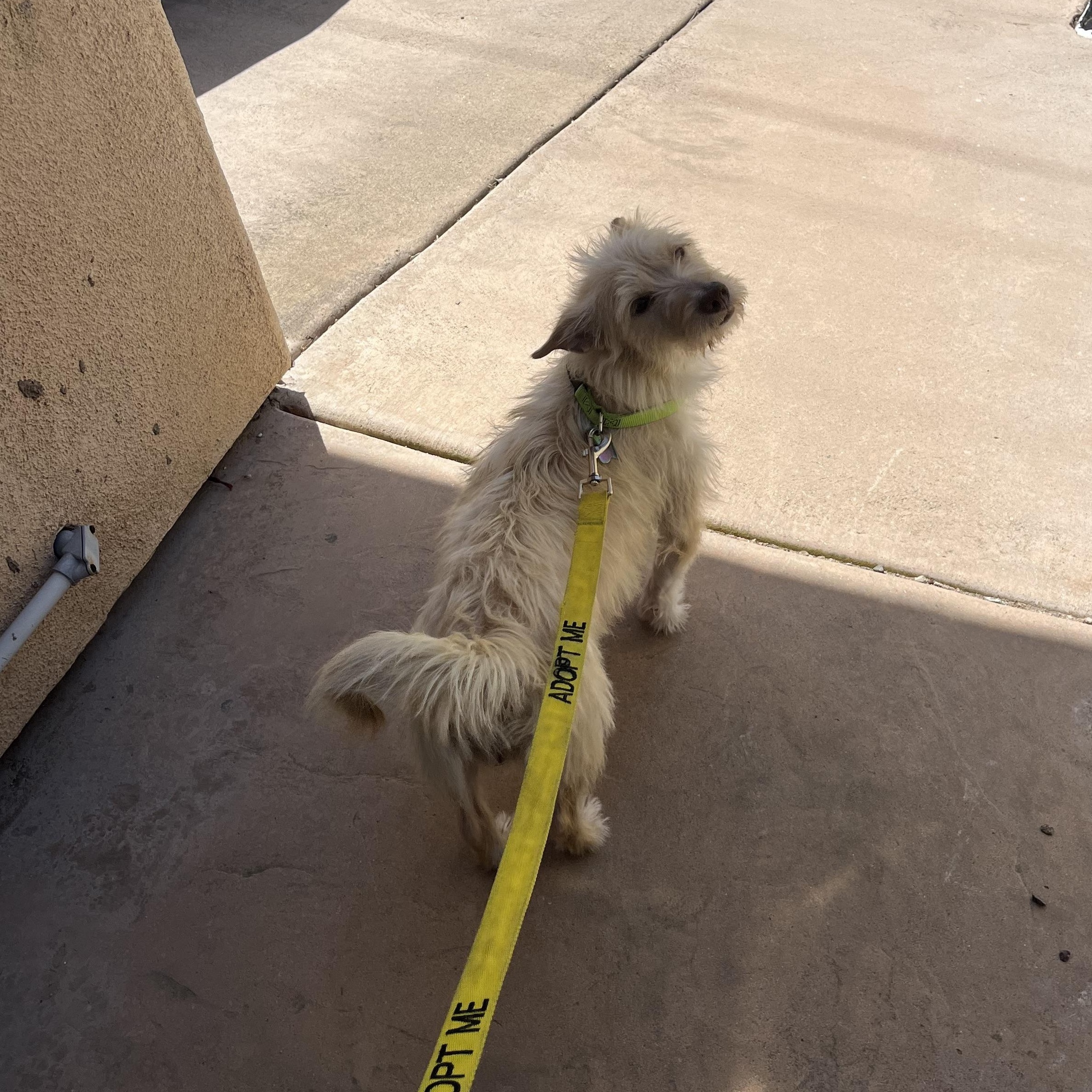 Enlarge Mama Rosario, a ADOPTABLE Terrier in San Diego, CA image 4/5