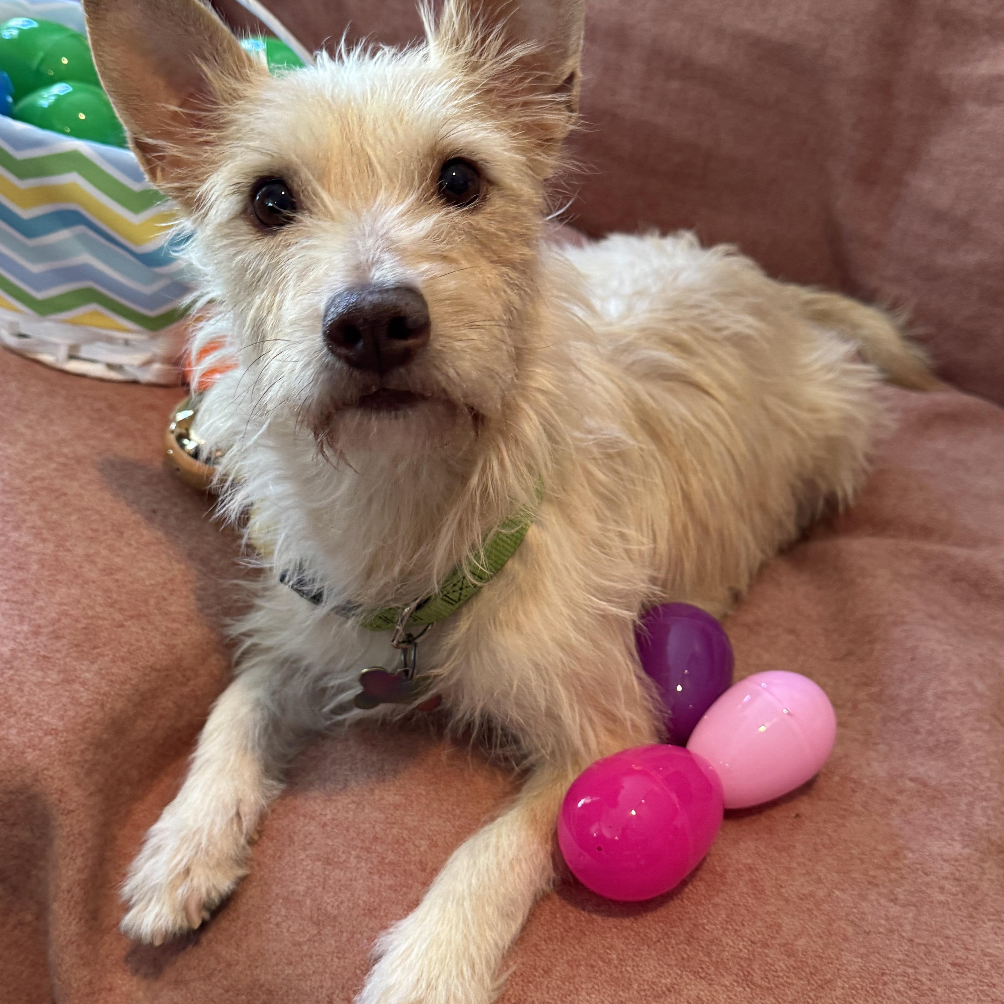 Enlarge Mama Rosario, a ADOPTABLE Terrier in San Diego, CA image 2/5