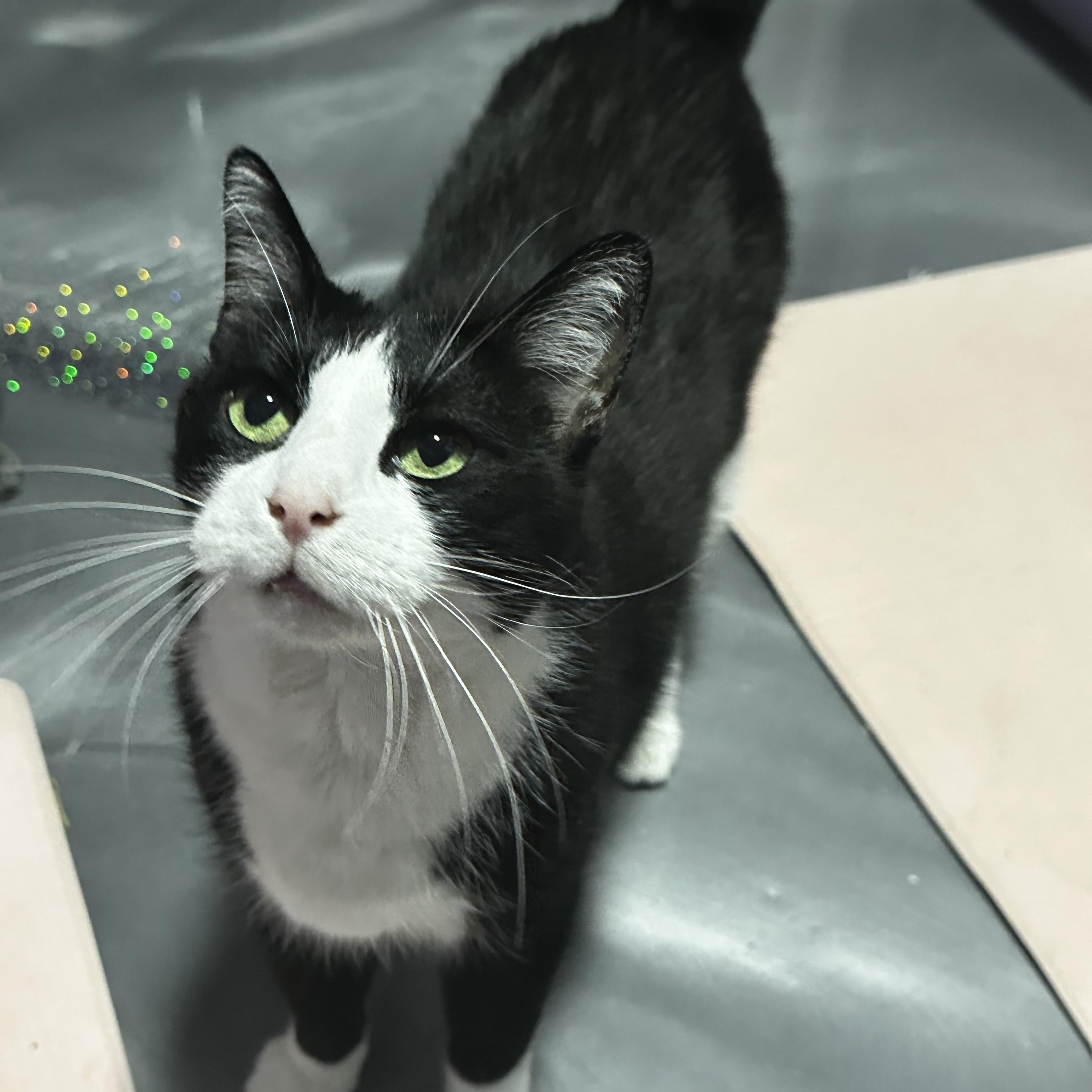 Enlarge Dean, a Adoptable Domestic Short Hair in Cypress, TX image 5/5