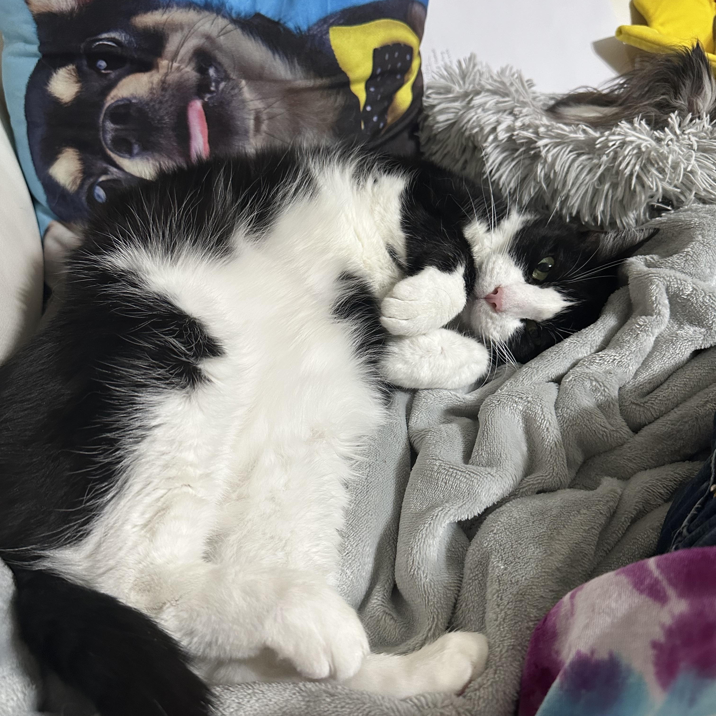 Enlarge Dean, a Adoptable Domestic Short Hair in Cypress, TX image 3/5