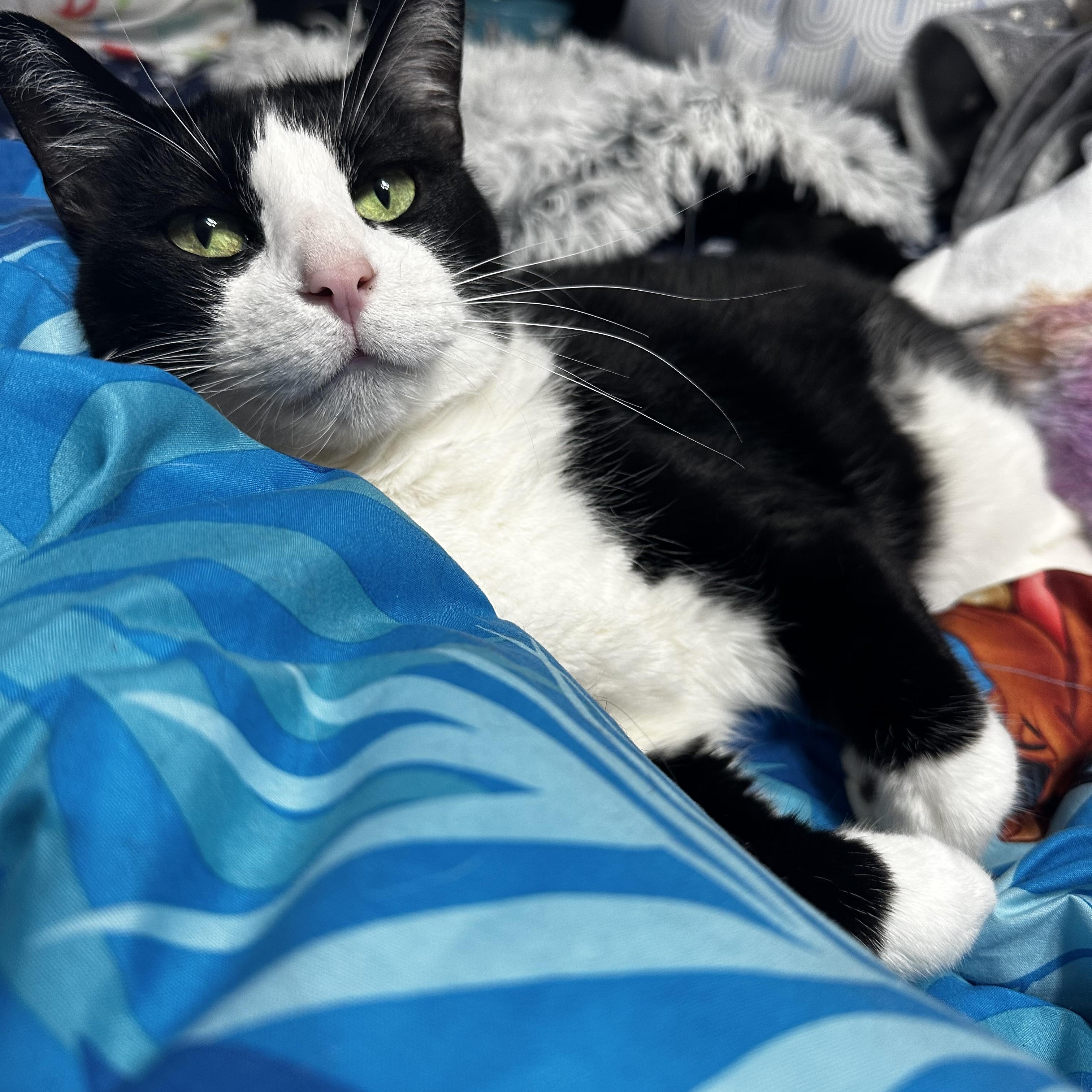 Dean, Adoptable, Senior Male Domestic Short Hair.