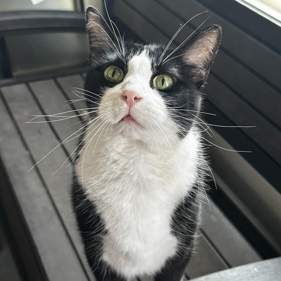 Enlarge Dean, a Adoptable Domestic Short Hair in Cypress, TX image 2/5