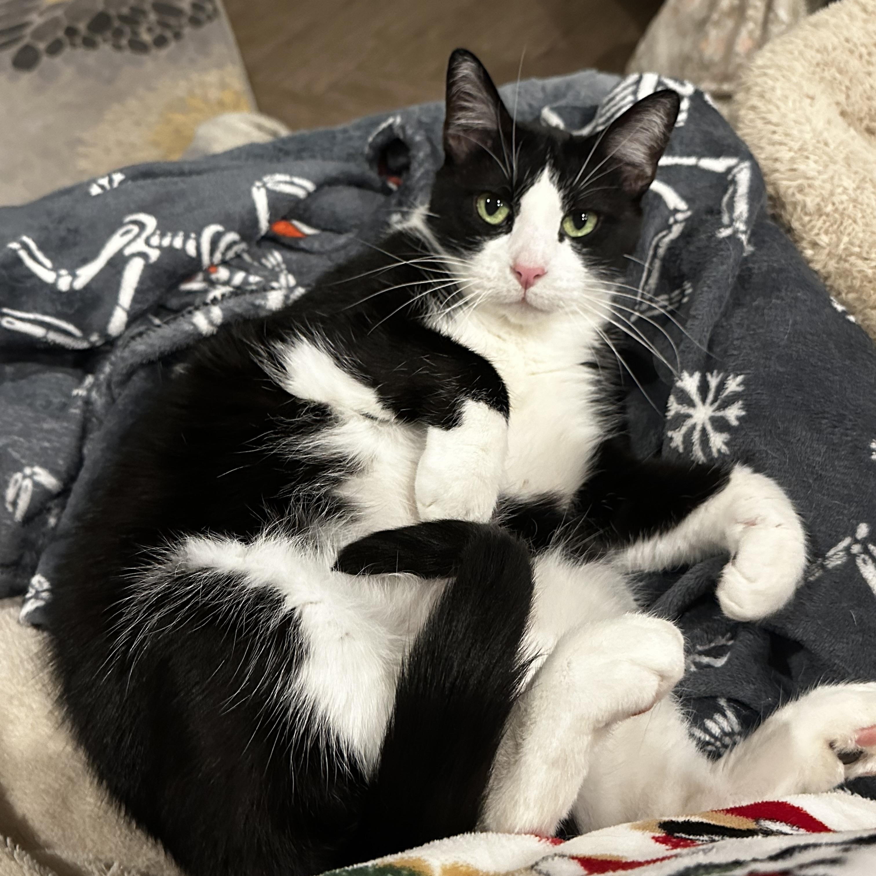 Enlarge Dean, a Adoptable Domestic Short Hair in Cypress, TX image 4/5