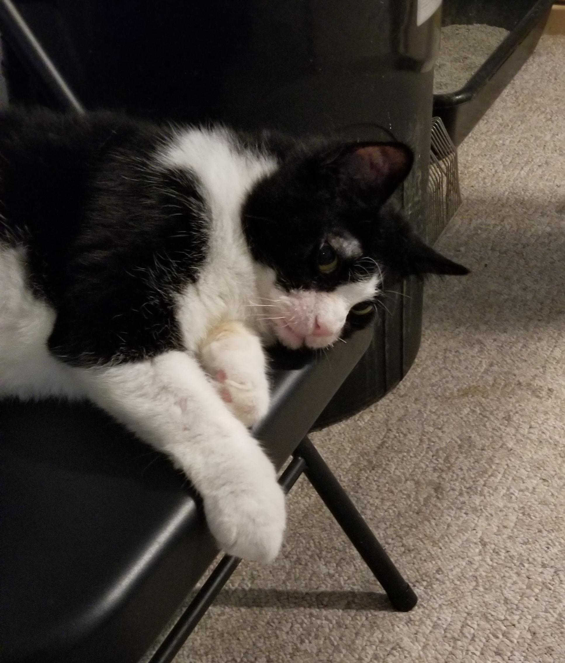 Enlarge Dante, a Adoptable Domestic Short Hair in Cleveland, OH image 3/5