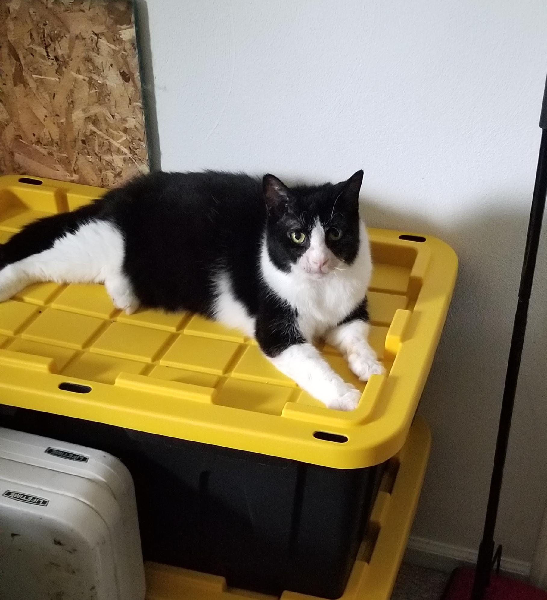 Enlarge Dante, a Adoptable Domestic Short Hair in Cleveland, OH image 2/5