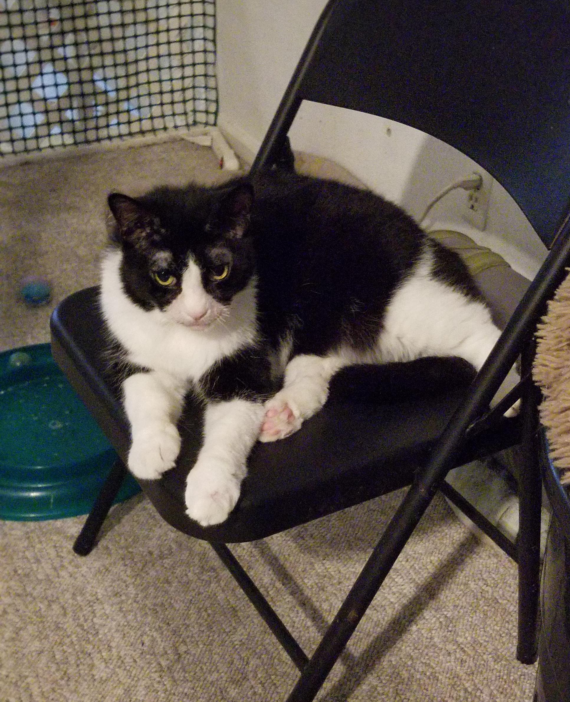 Enlarge Dante, a Adoptable Domestic Short Hair in Cleveland, OH image 1/5