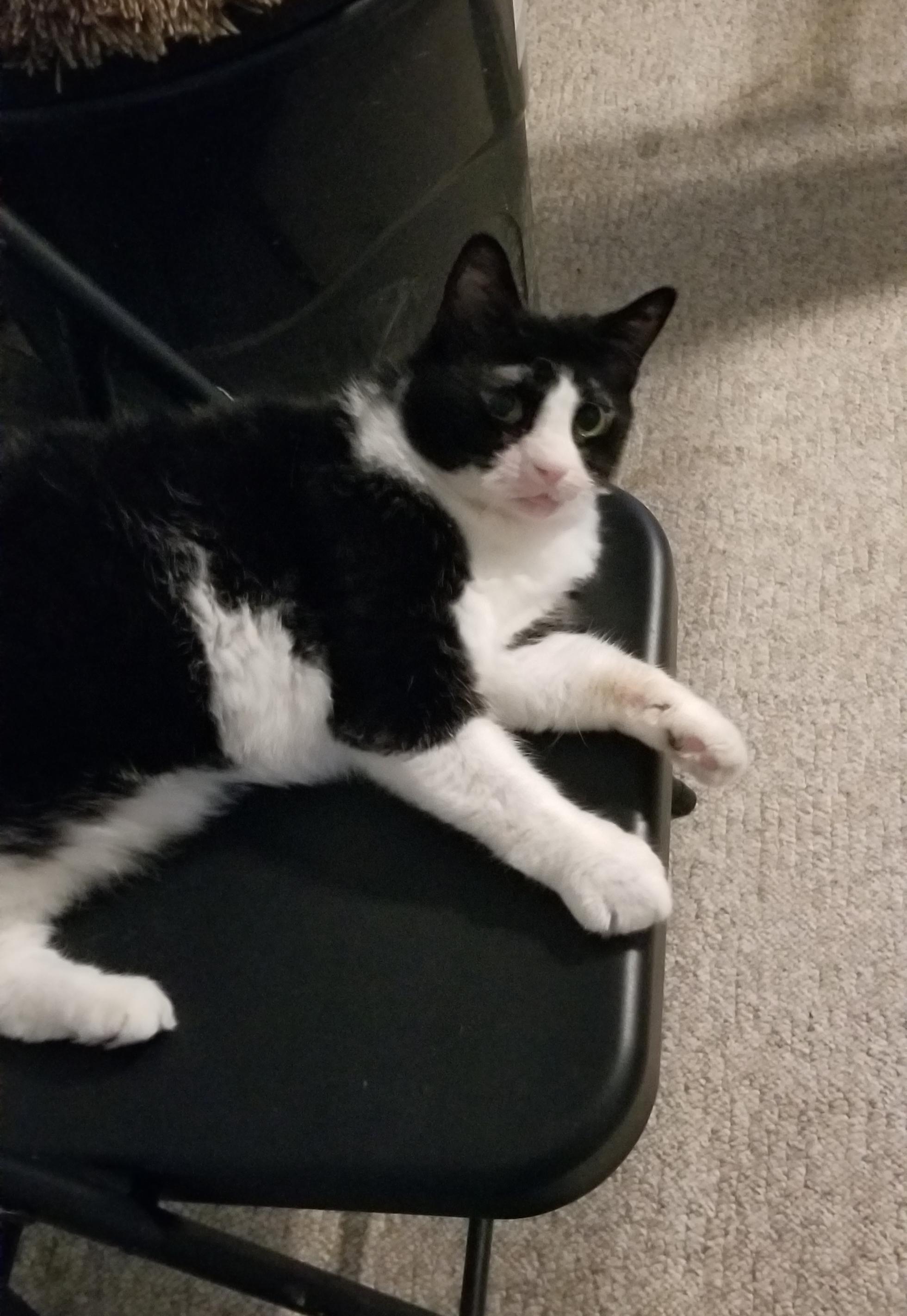 Enlarge Dante, a Adoptable Domestic Short Hair in Cleveland, OH image 5/5