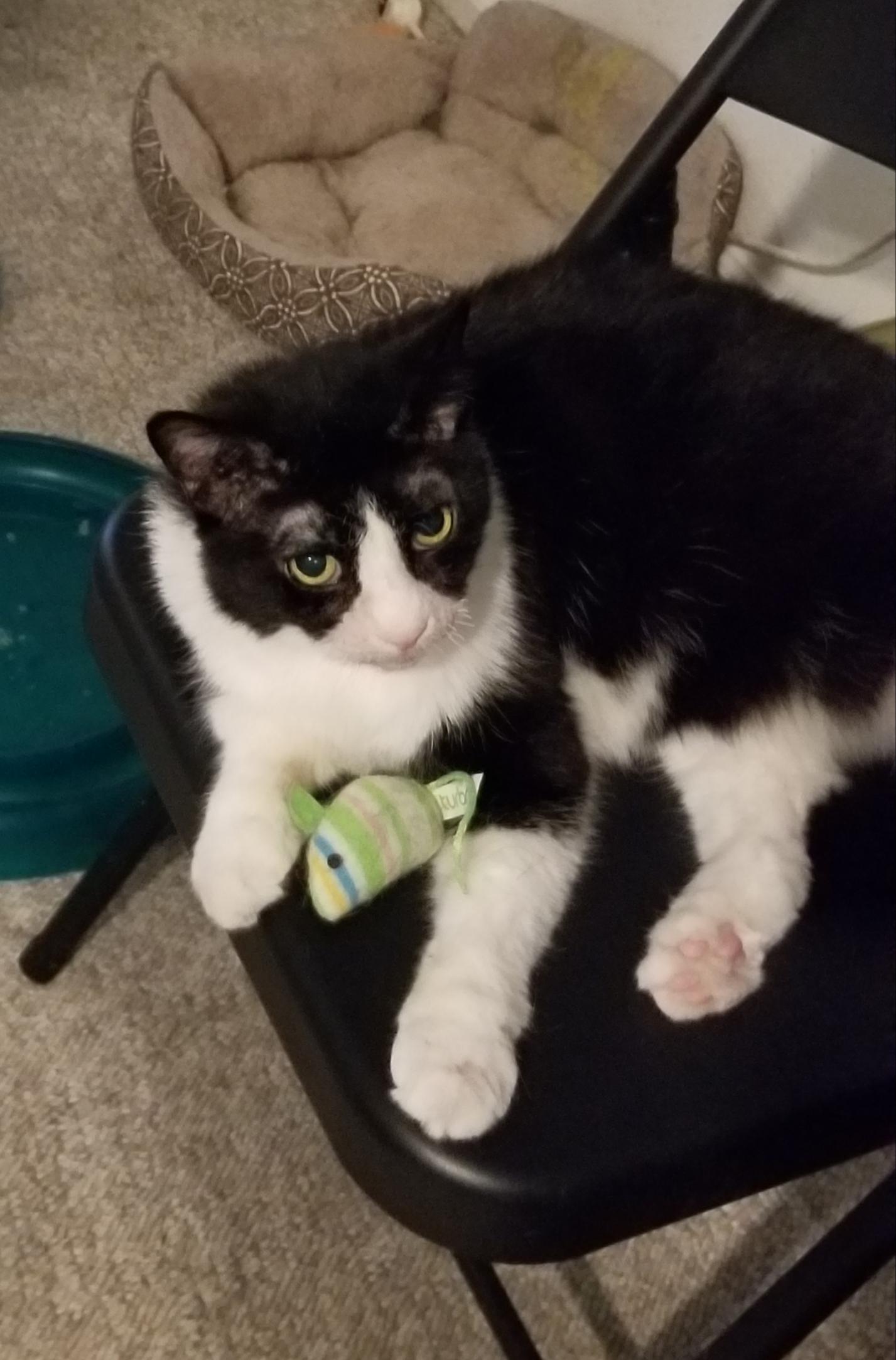 Enlarge Dante, a Adoptable Domestic Short Hair in Cleveland, OH image 4/5