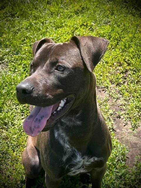 RALO, Adoptable, Young Male Staffordshire Bull Terrier.