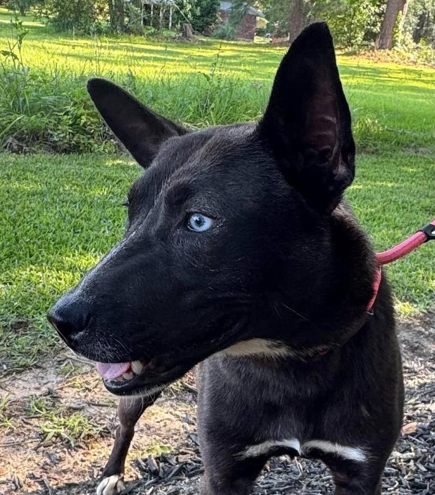 Fire Keeper, Adoptable, Young Female Australian Kelpie & Dutch Shepherd.