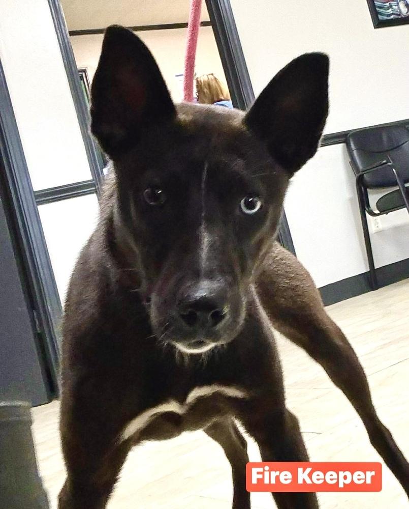 Fire Keeper, a Adoptable mixed breed in Syracuse, NY image 2/6