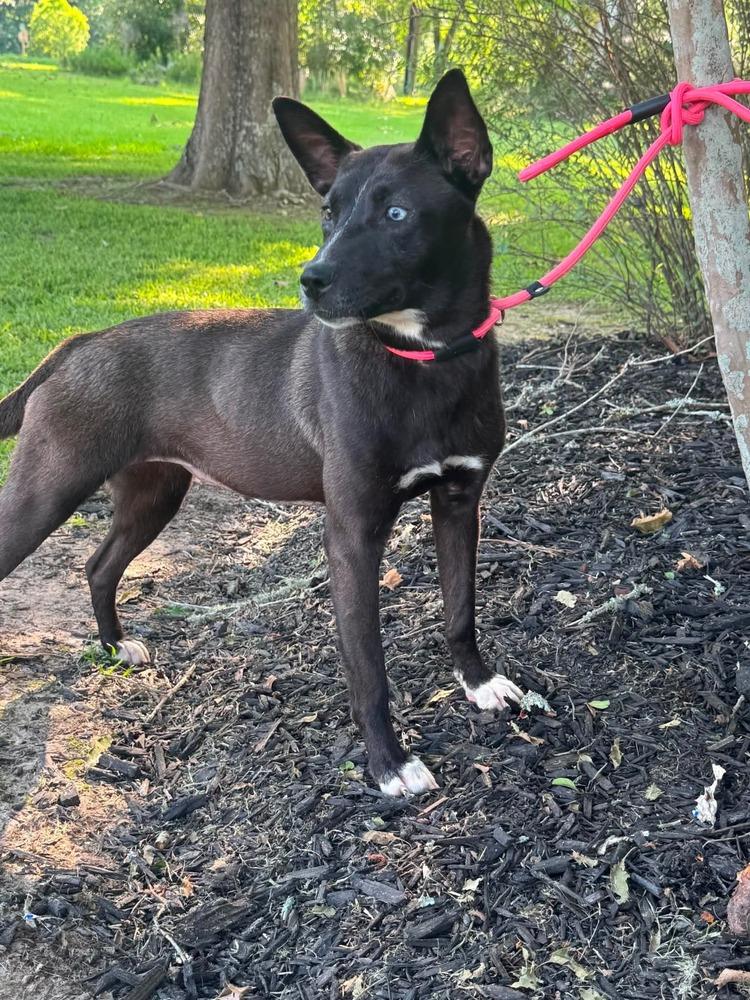 Fire Keeper, a Adoptable mixed breed in Syracuse, NY image 5/6