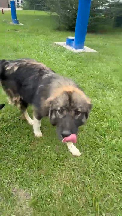 Enlarge Fire Keeper, a Adoptable mixed breed in Syracuse, NY video 6/6