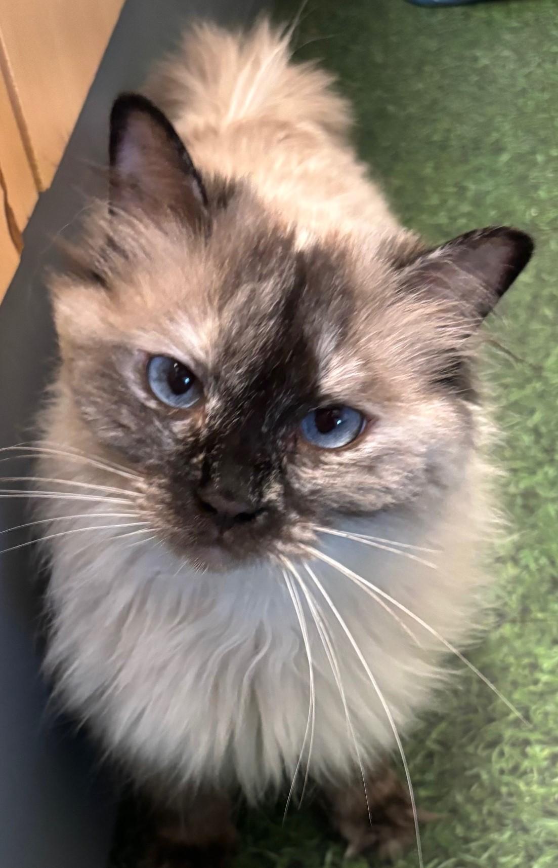COALIE, an adoptable Ragdoll in Highland Park, NJ, 08904 | Photo Image 4