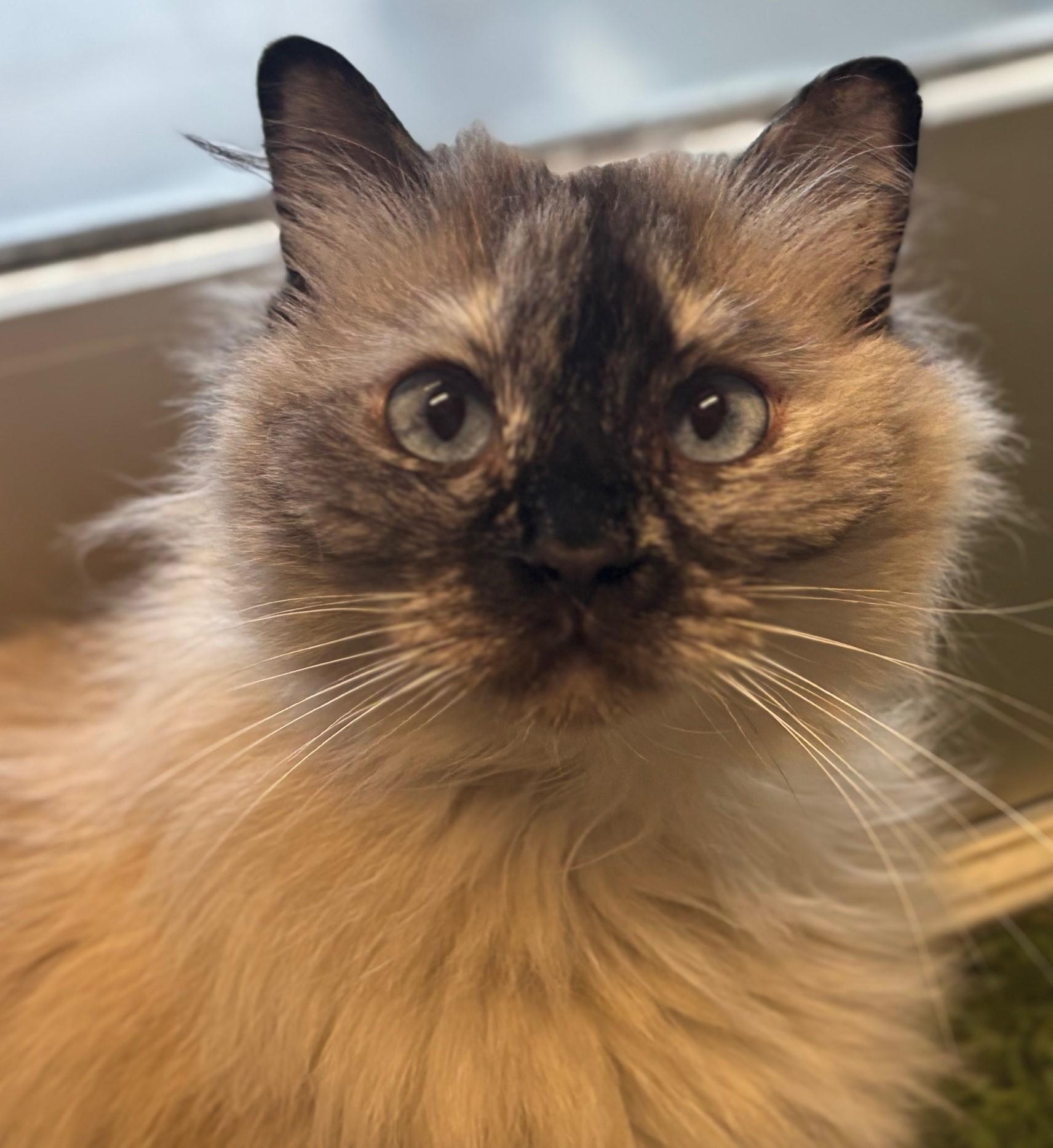 COALIE, an adoptable Ragdoll in Highland Park, NJ, 08904 | Photo Image 2