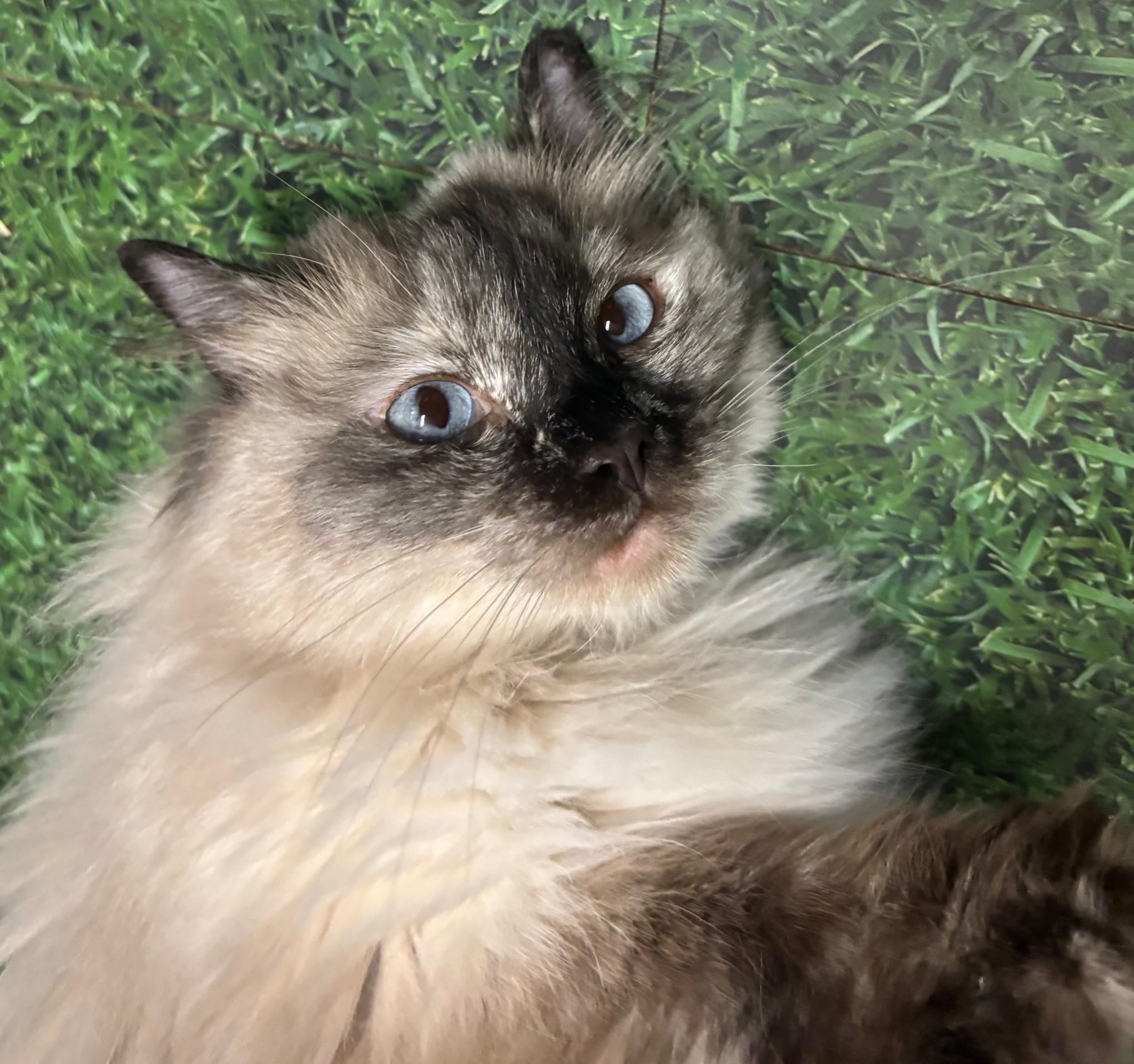 COALIE, an adoptable Ragdoll in Highland Park, NJ, 08904 | Photo Image 1