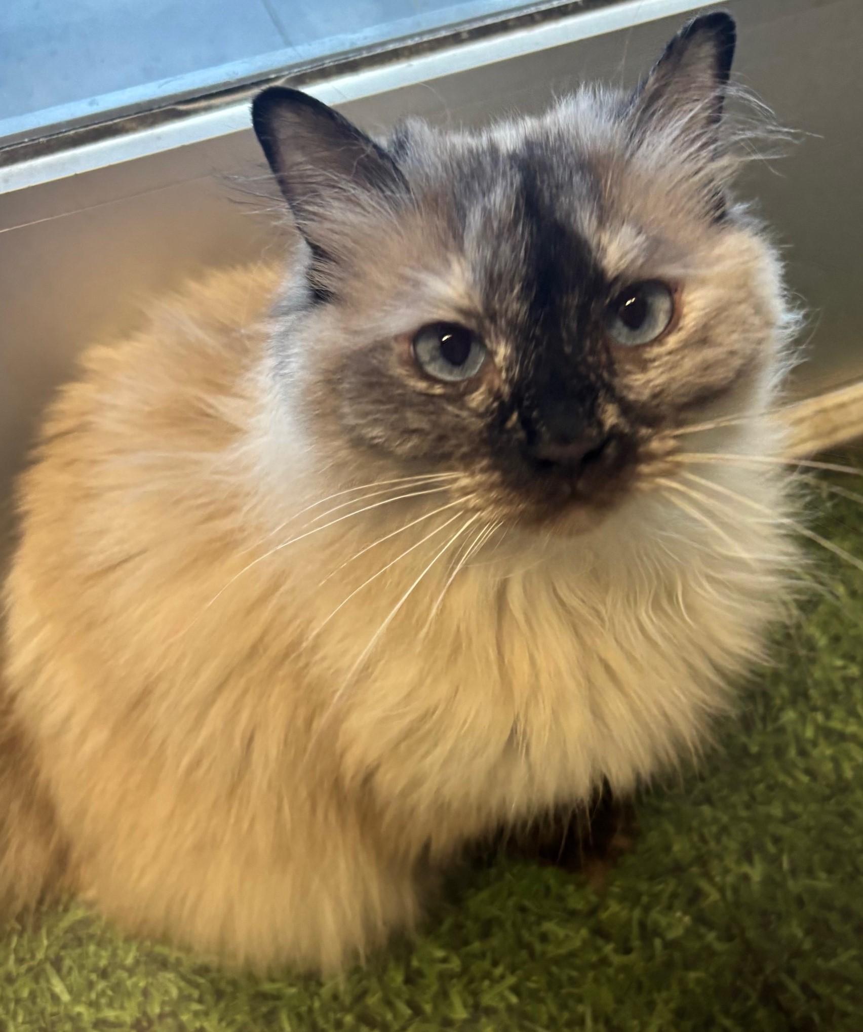 COALIE, an adoptable Ragdoll in Highland Park, NJ, 08904 | Photo Image 6