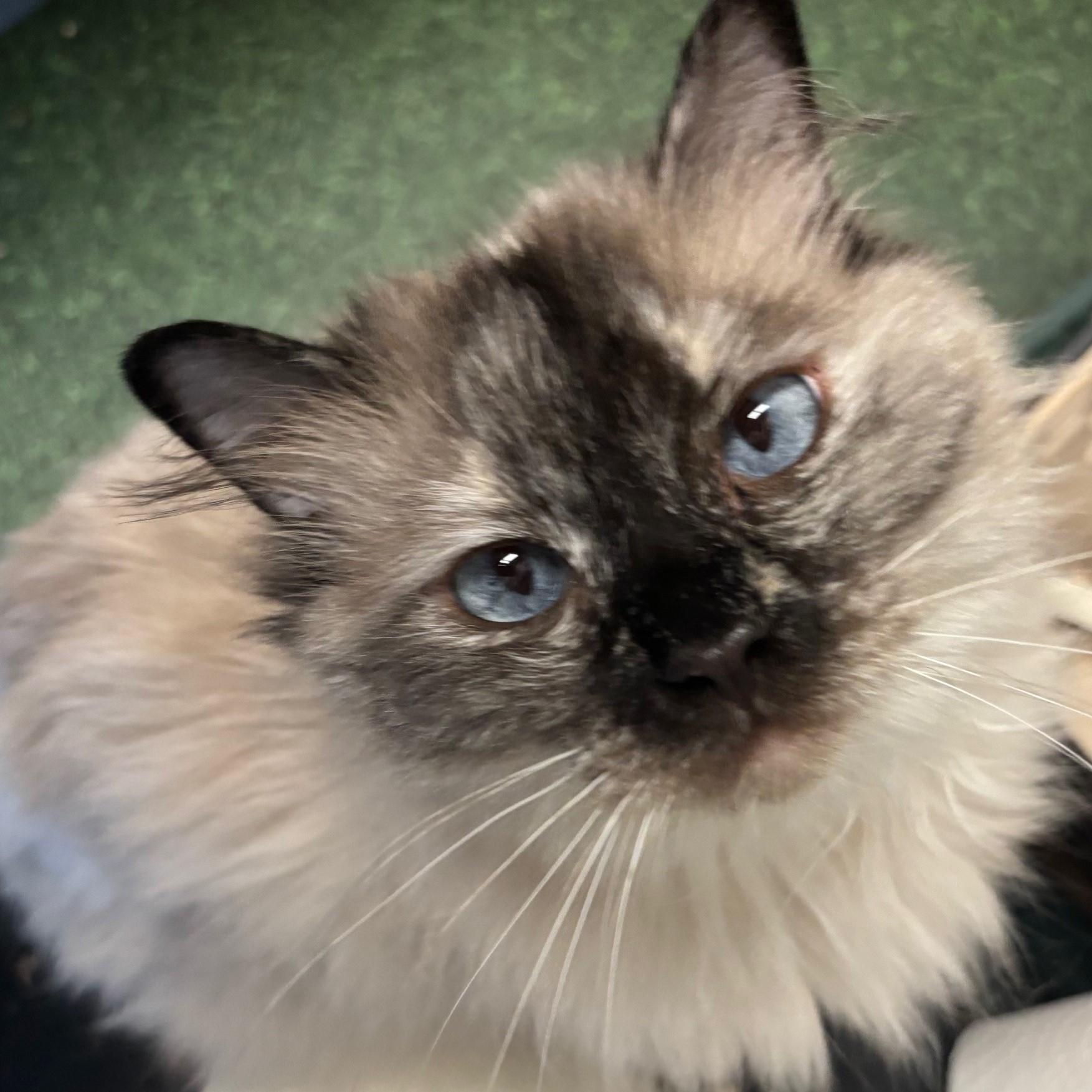 COALIE, an adoptable Ragdoll in Highland Park, NJ, 08904 | Photo Image 3