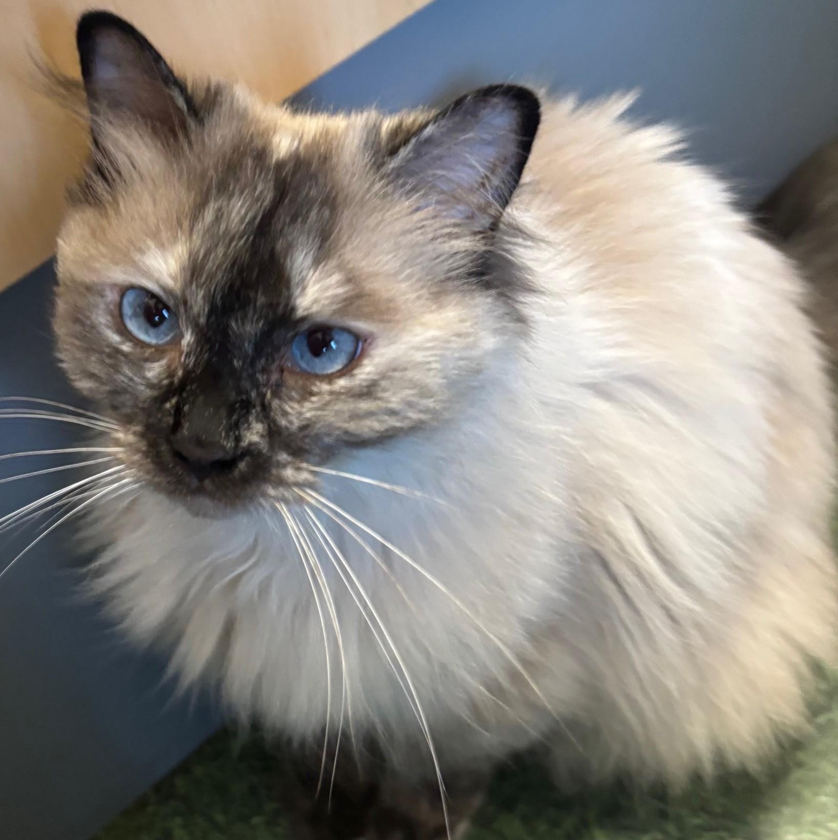 COALIE, an adoptable Ragdoll in Highland Park, NJ, 08904 | Photo Image 5