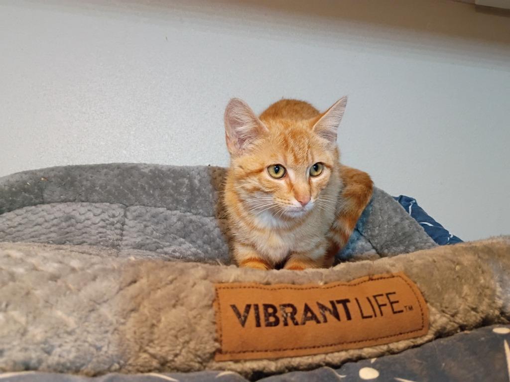 Hawkeye, Adoptable, Kitten Male Domestic Short Hair.