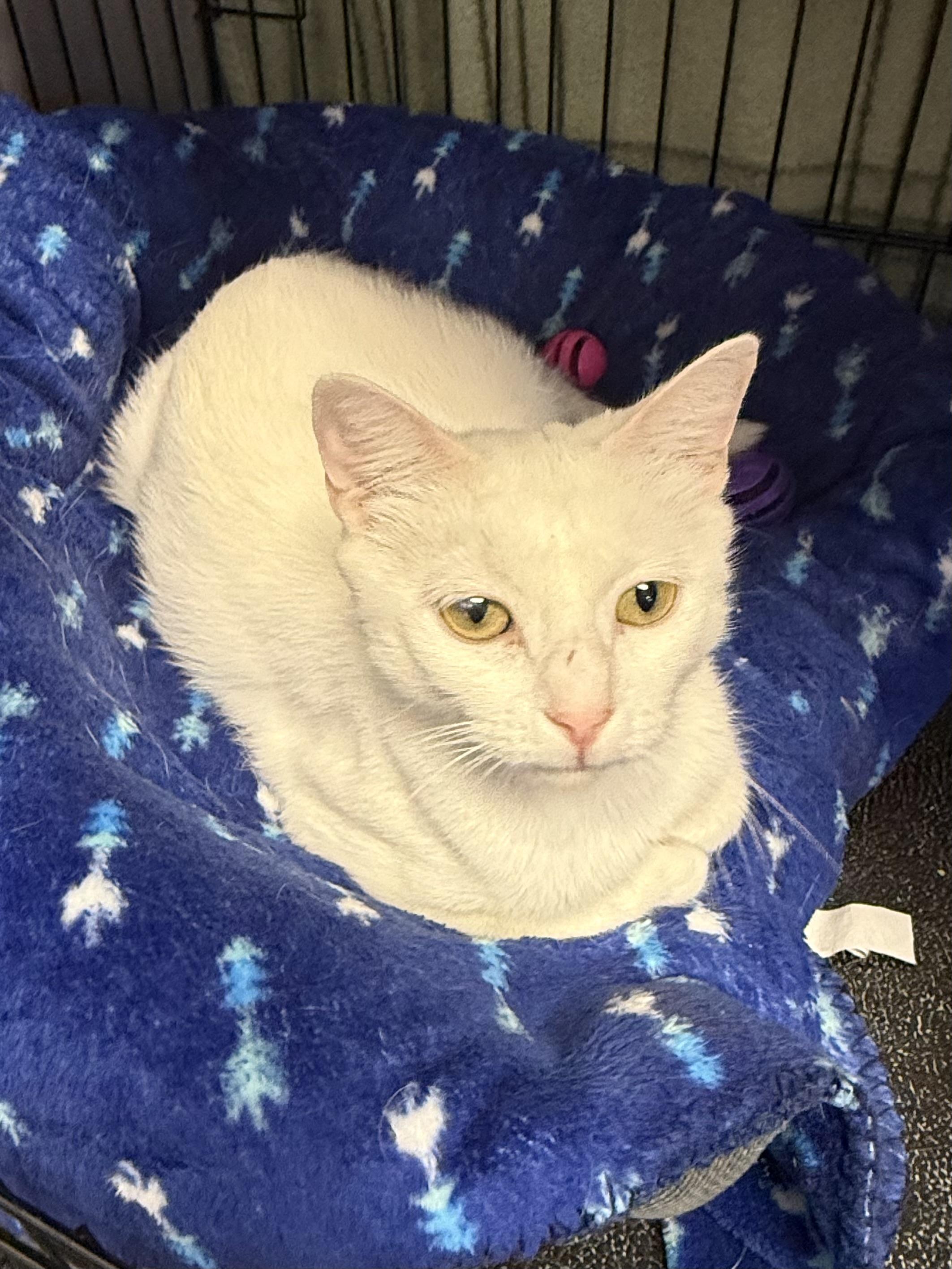 Magnolia, a ADOPTABLE Domestic Short Hair in Hamburg, NY image 2/2
