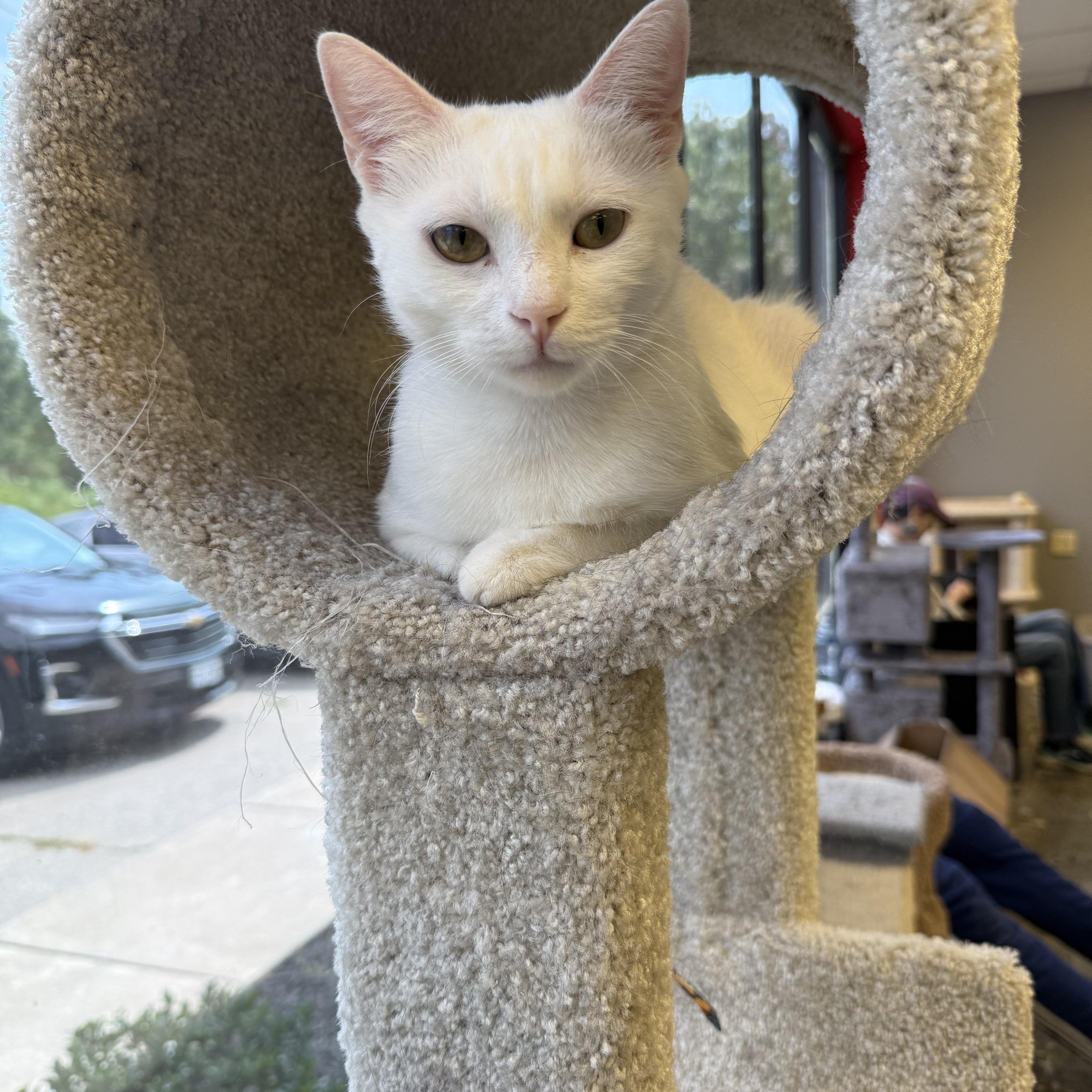 Magnolia, ADOPTABLE, Young Female Domestic Short Hair.