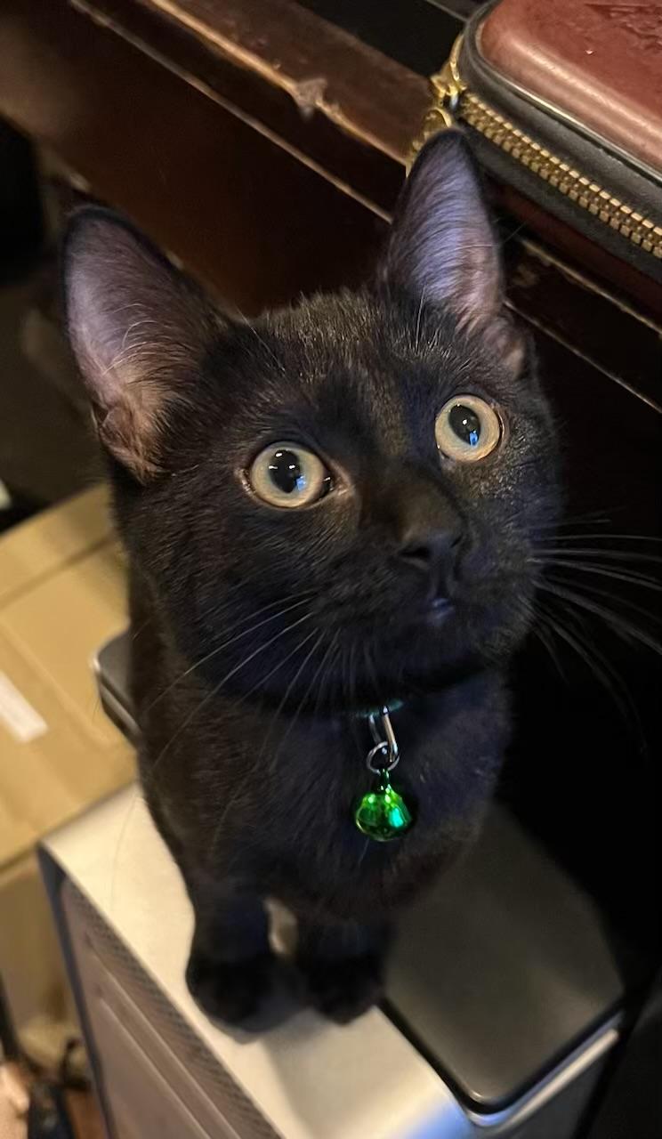 Amari - Kuykendahl Petsmart