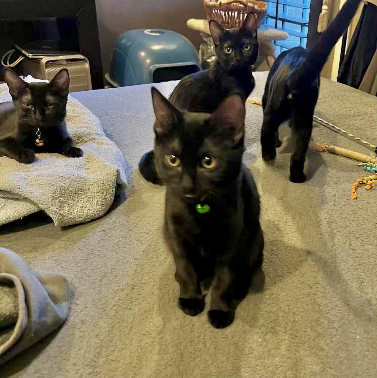 Amari - Kuykendahl Petsmart — thumbnail 2