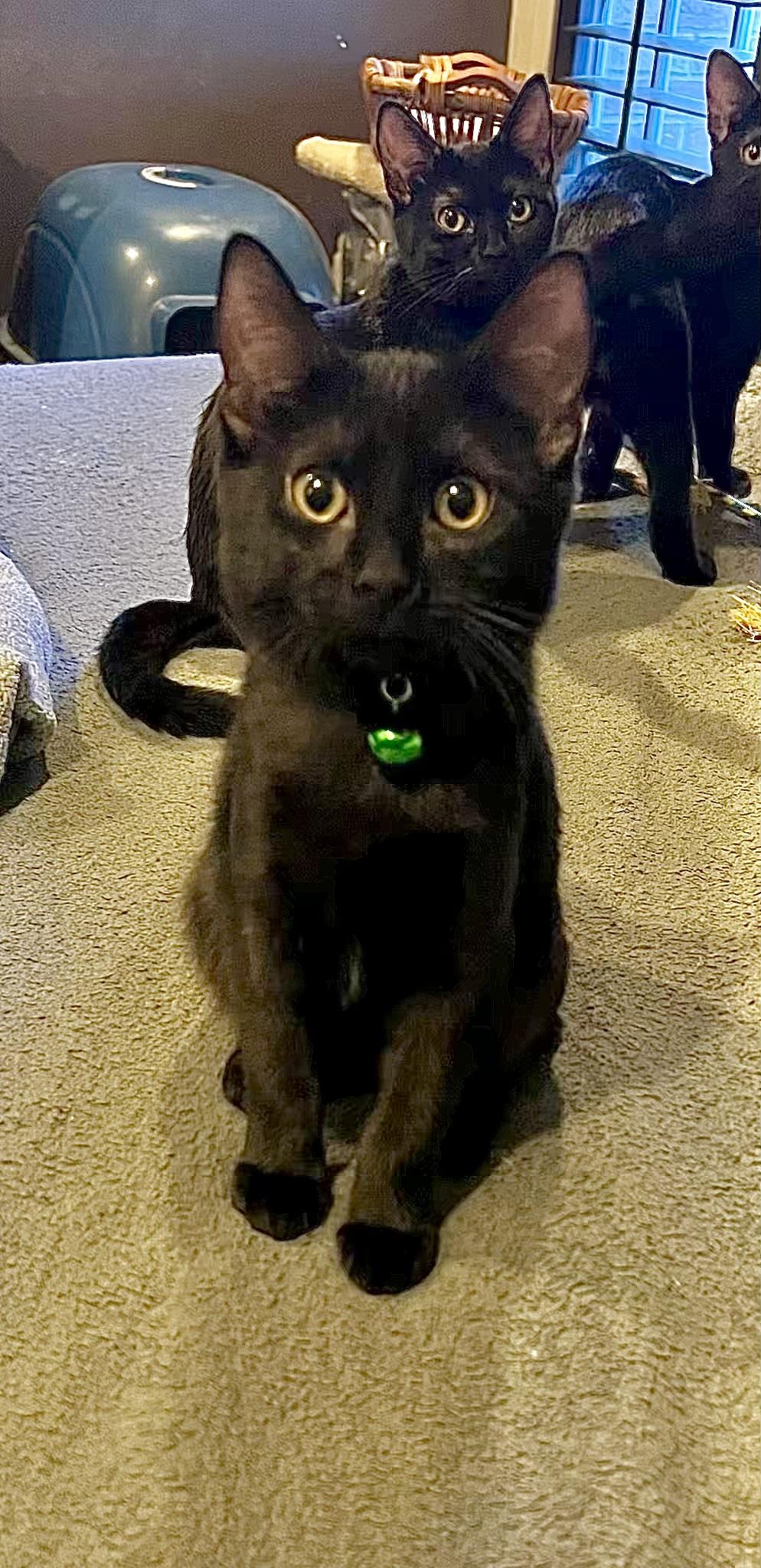 Amari - Kuykendahl Petsmart — thumbnail 3