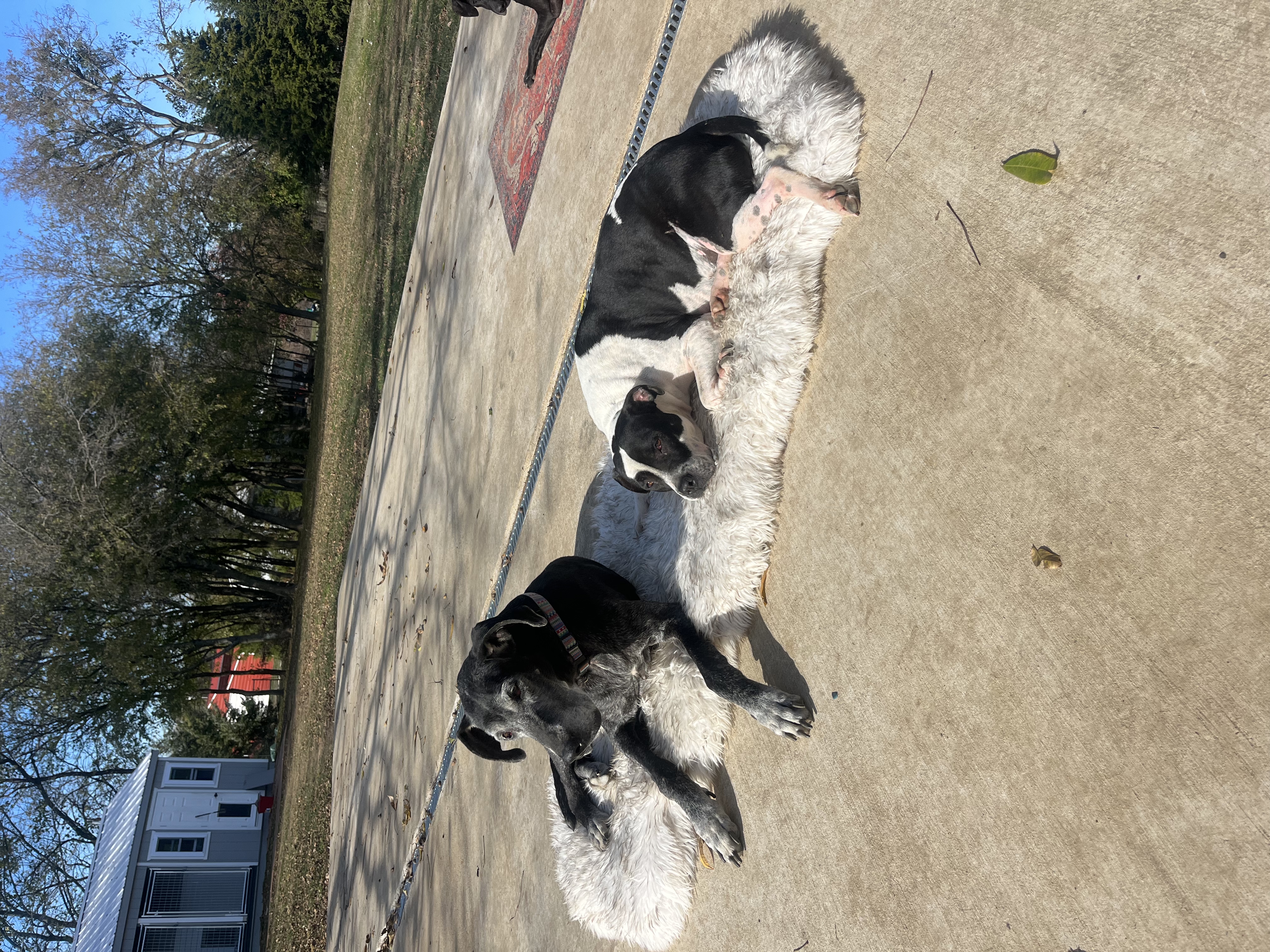 Enlarge Patches, a Adoptable mixed breed in Pilot Point, TX image 6/6