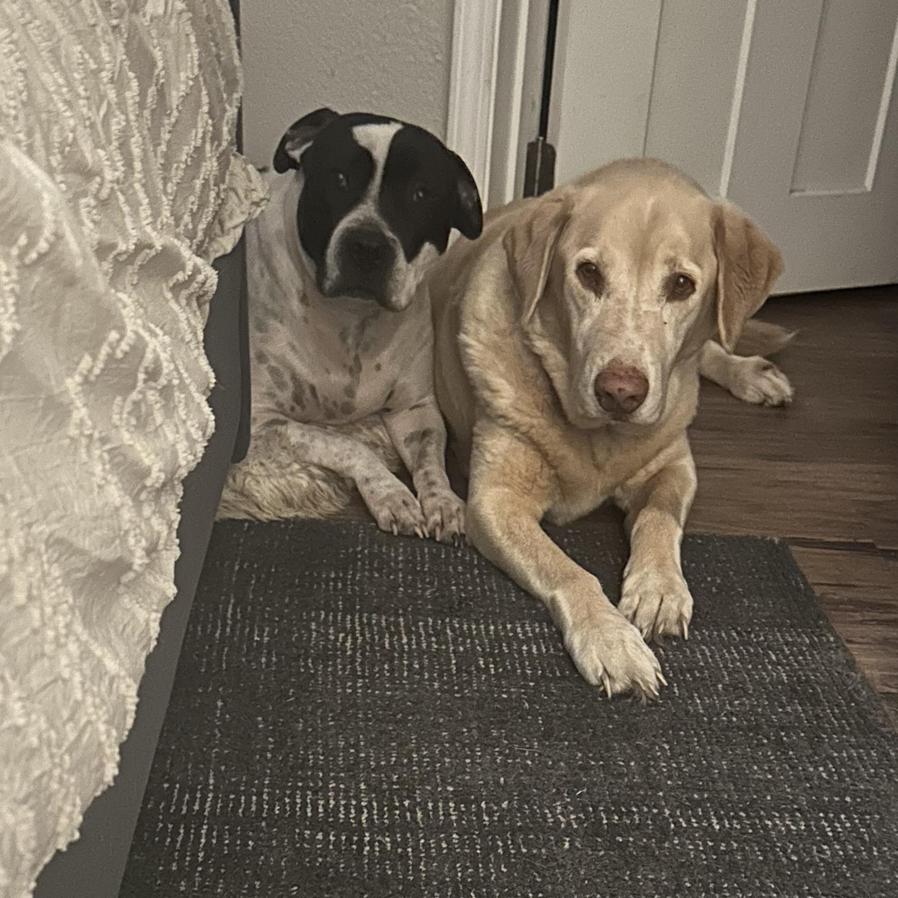 Enlarge Patches, a Adoptable mixed breed in Pilot Point, TX image 2/6