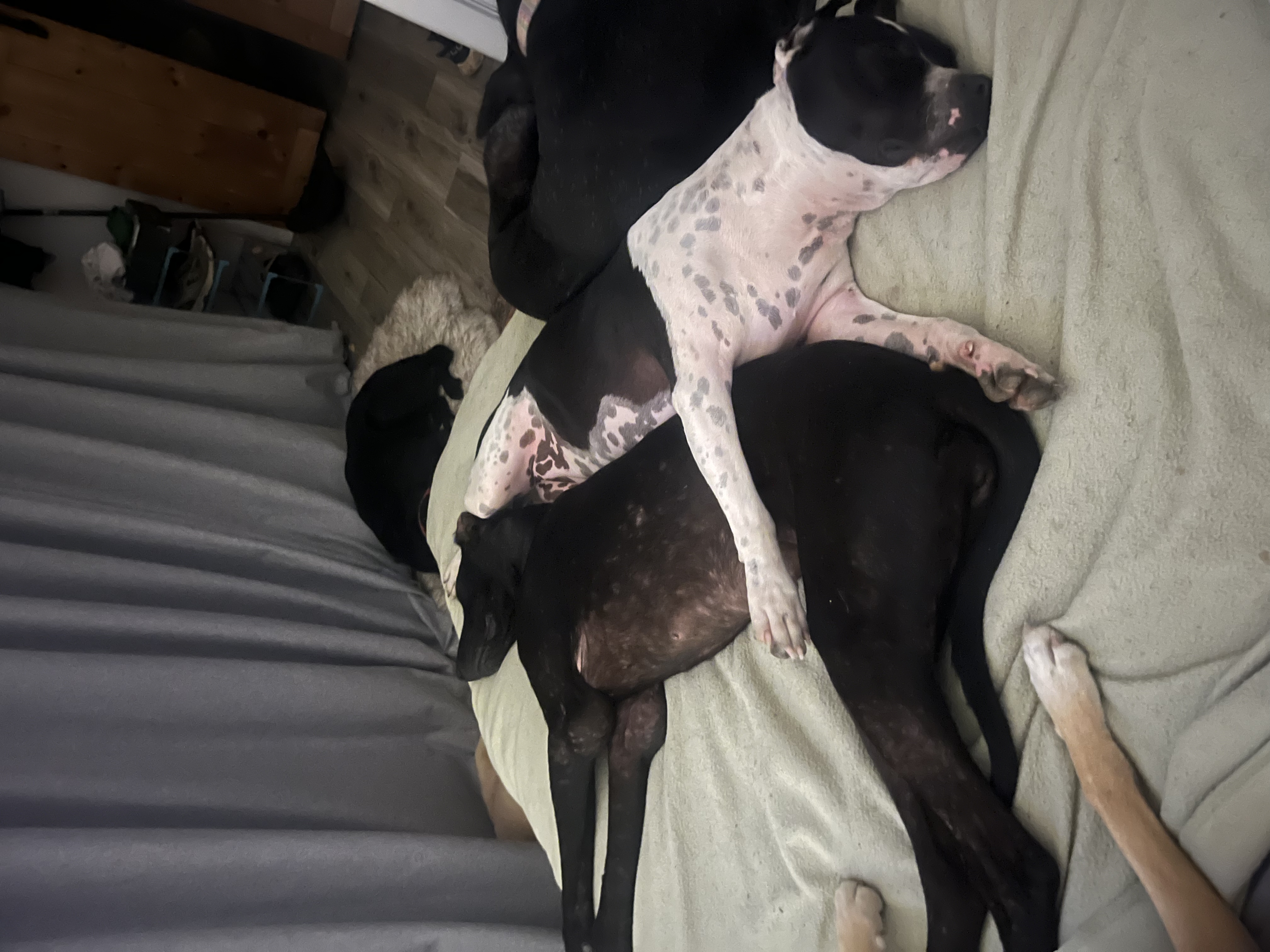 Enlarge Patches, a Adoptable mixed breed in Pilot Point, TX image 3/6