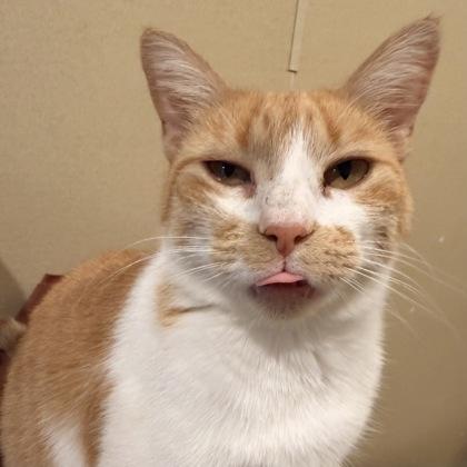 Daphne, Adoptable, Adult Female Domestic Short Hair.
