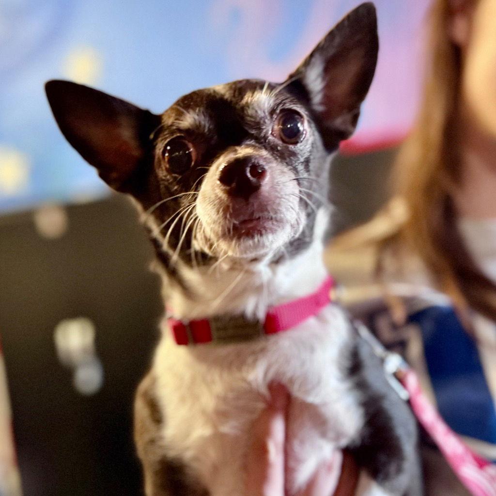 Britney, a Adoptable mixed breed in Bloomfield, CT image 1/2