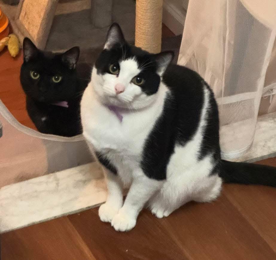 Enlarge Jax & Venus ( Bonded Pair), a ADOPTABLE Domestic Short Hair in Staten island, NY image 5/6