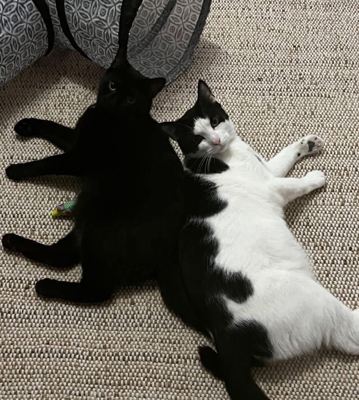 Enlarge Jax & Venus ( Bonded Pair), a ADOPTABLE Domestic Short Hair in Staten island, NY image 2/6