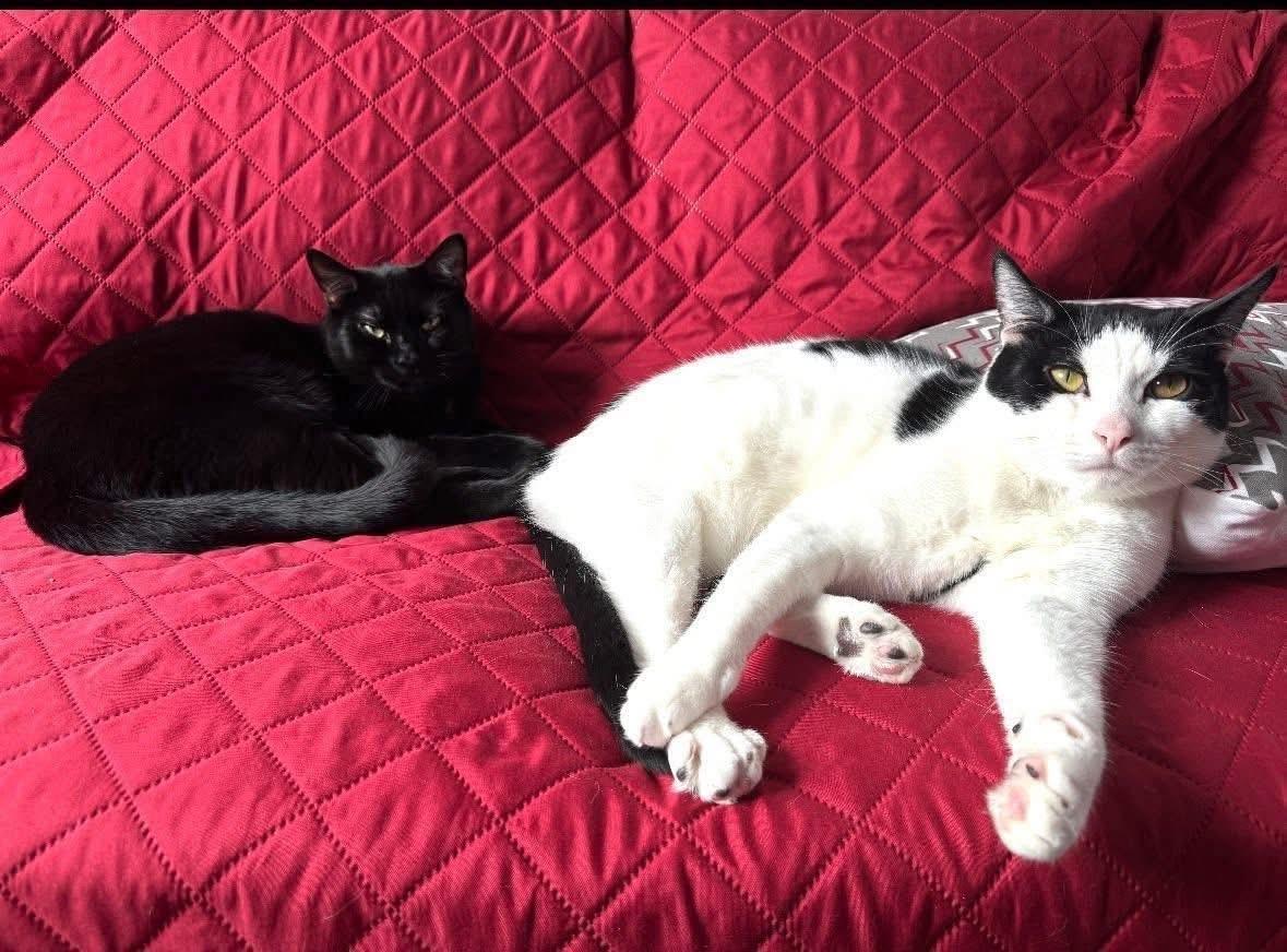 Jax & Venus ( Bonded Pair), ADOPTABLE, Adult Male Domestic Short Hair.