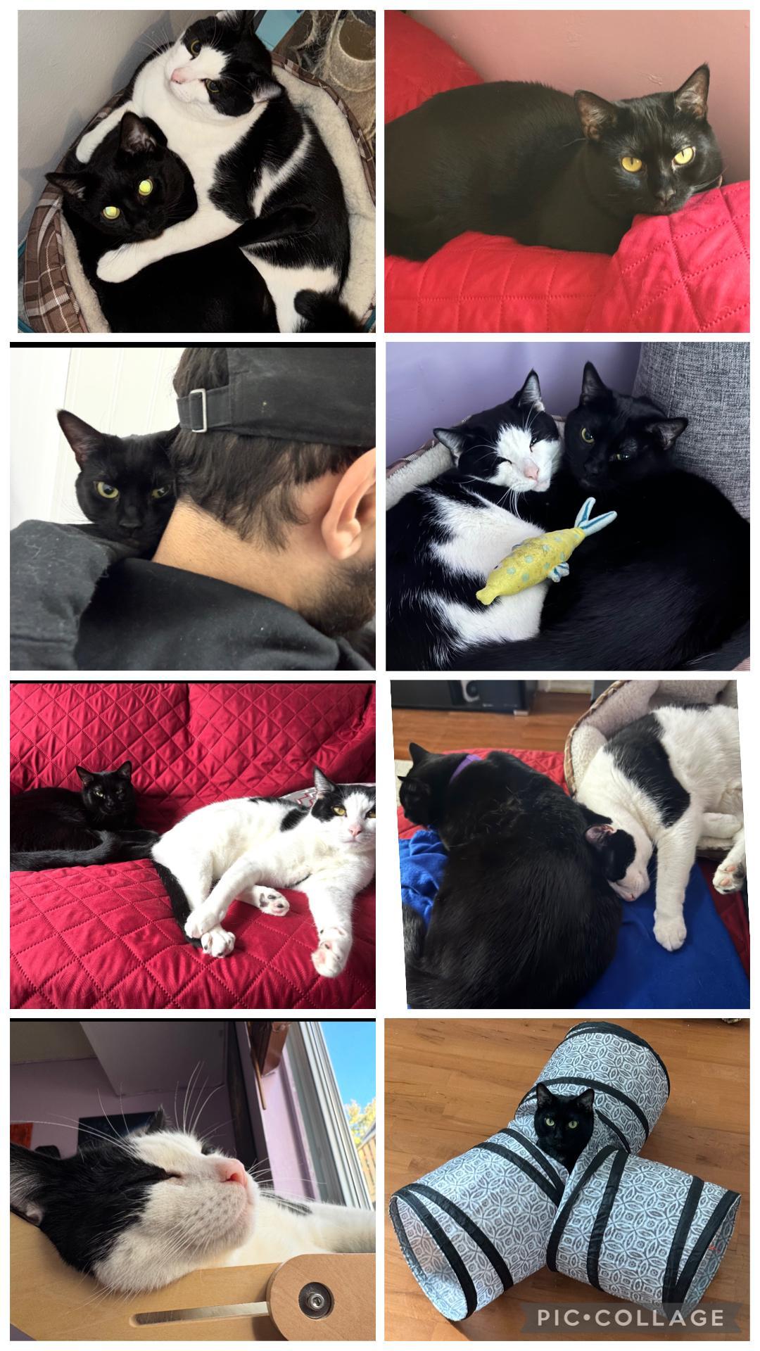 Enlarge Jax & Venus ( Bonded Pair), a ADOPTABLE Domestic Short Hair in Staten island, NY image 4/6
