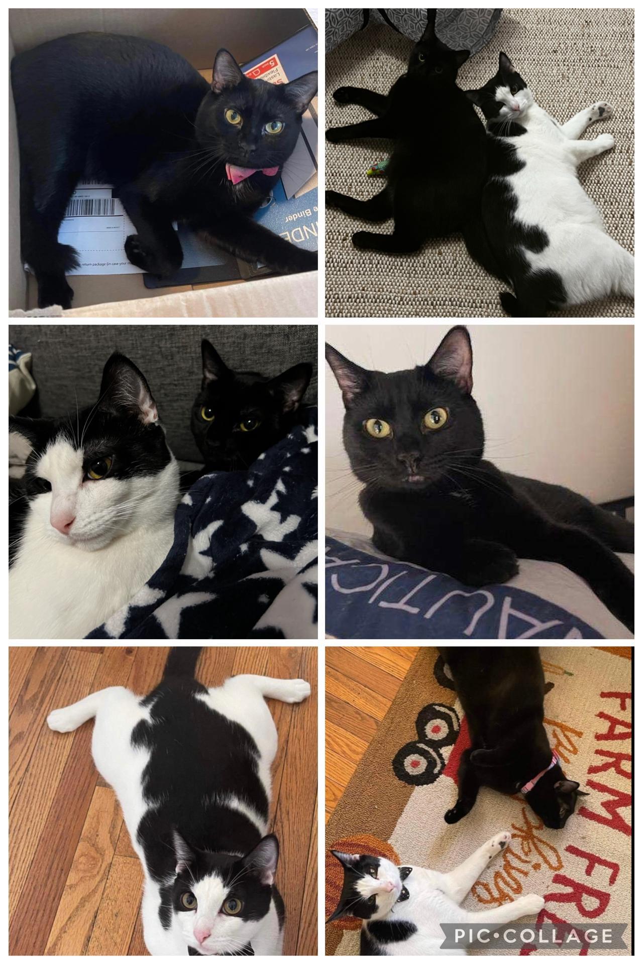 Enlarge Jax & Venus ( Bonded Pair), a ADOPTABLE Domestic Short Hair in Staten island, NY image 3/6