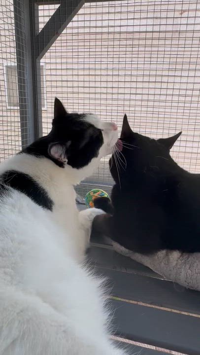 Enlarge Jax & Venus ( Bonded Pair), a ADOPTABLE Domestic Short Hair in Staten island, NY video 6/6
