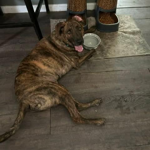 Rex * Courtesy Post *, Adoptable, Adult Male German Shepherd Dog & Chocolate Labrador Retriever.